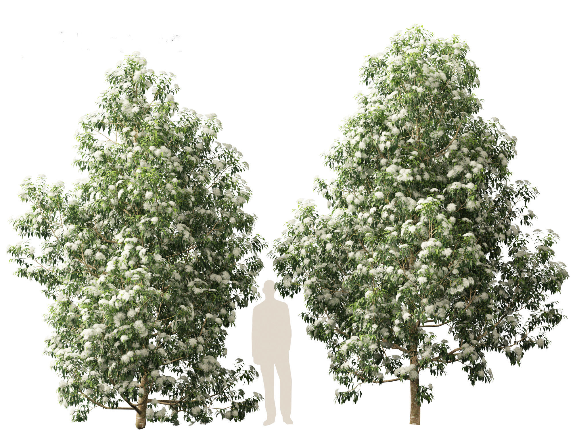 Backhousia citriodora - lemon myrtle  3D model_10