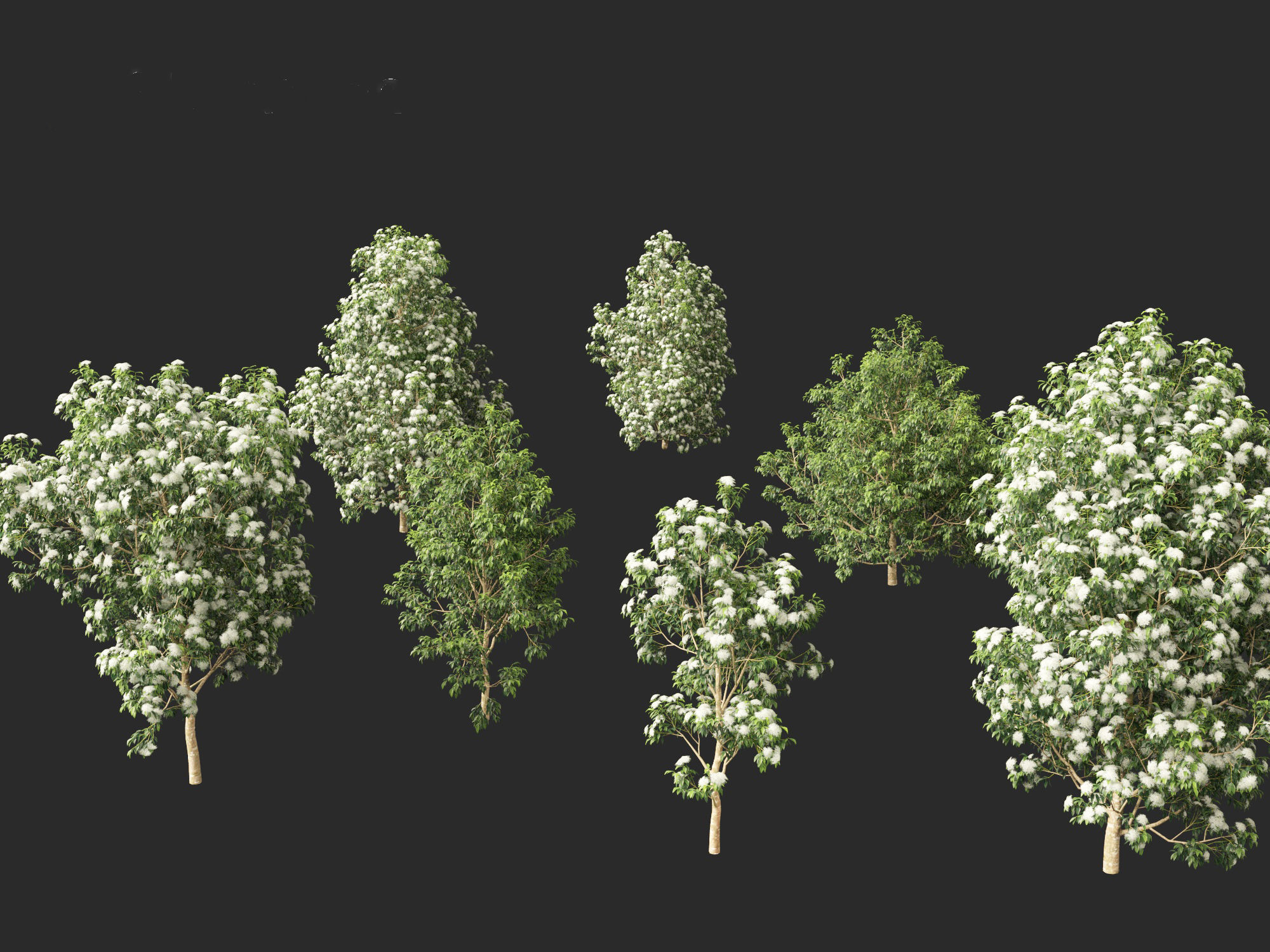 Backhousia citriodora - lemon myrtle  3D model_4