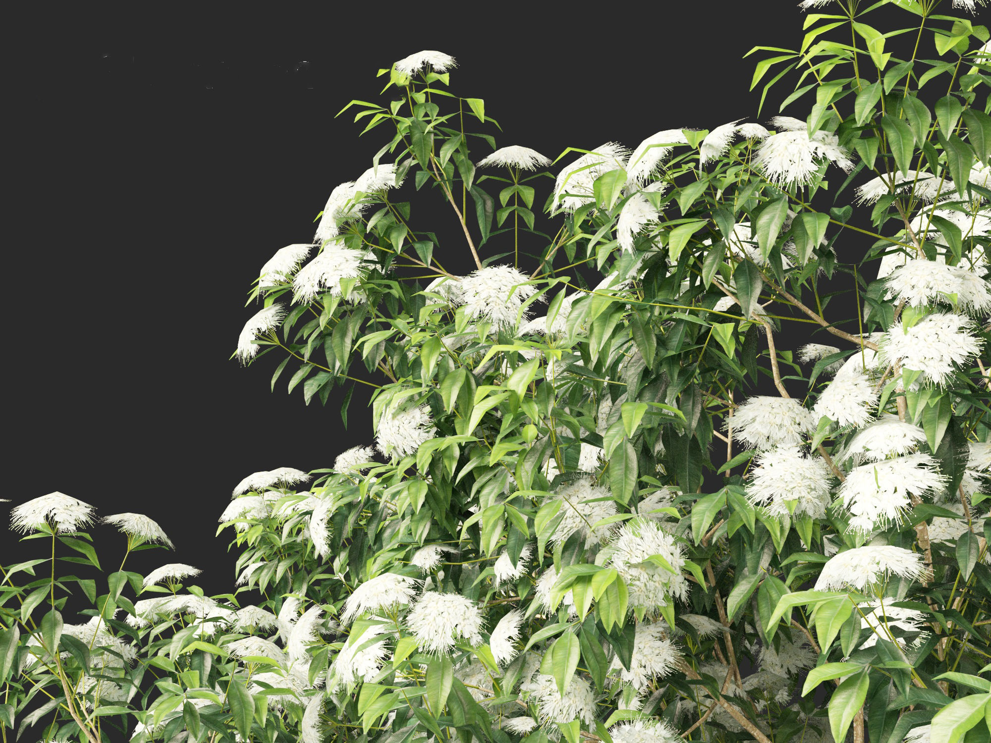 Backhousia citriodora - lemon myrtle  3D model_3