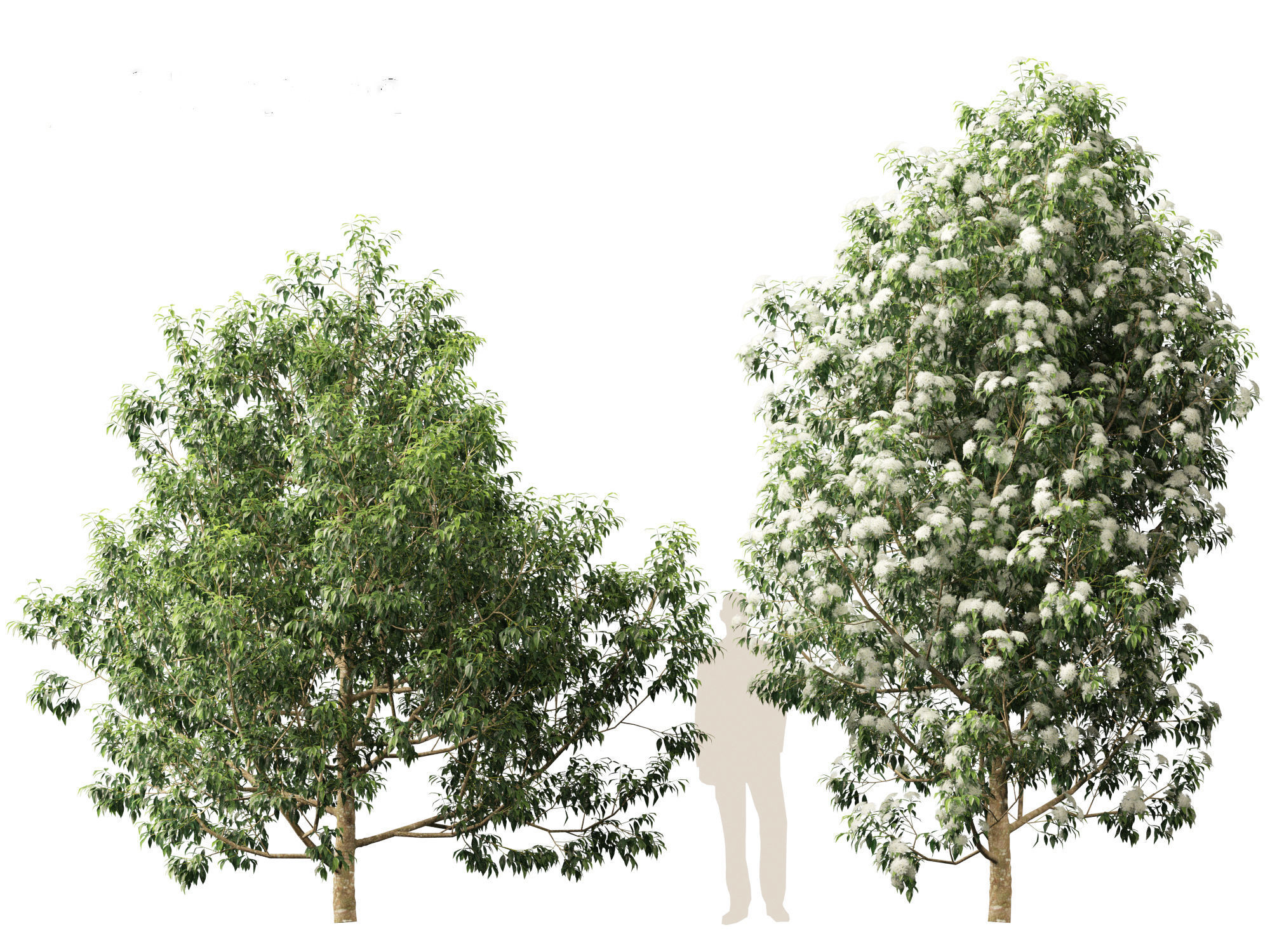 Backhousia citriodora - lemon myrtle  3D model_8