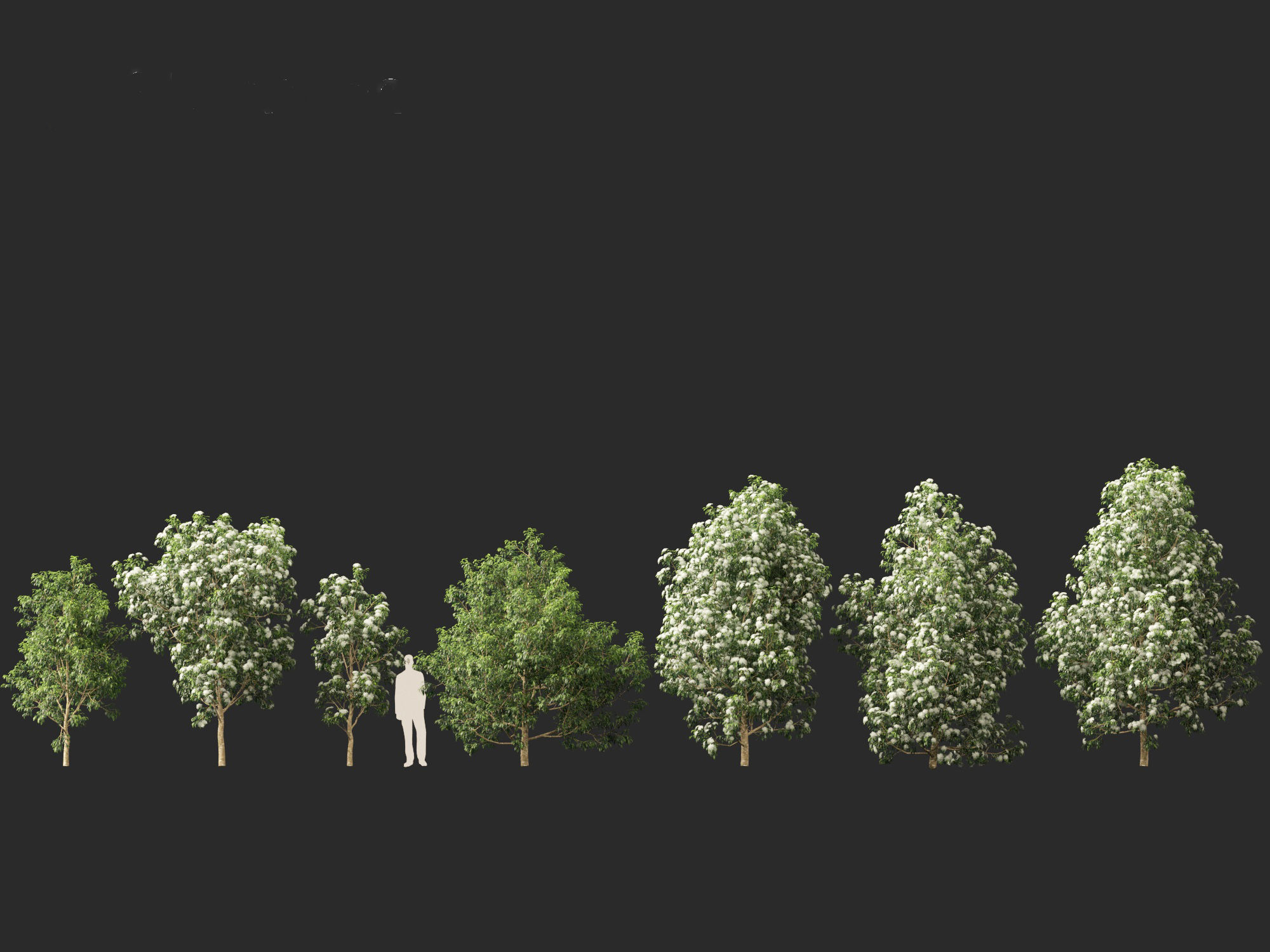 Backhousia citriodora - lemon myrtle  3D model_5