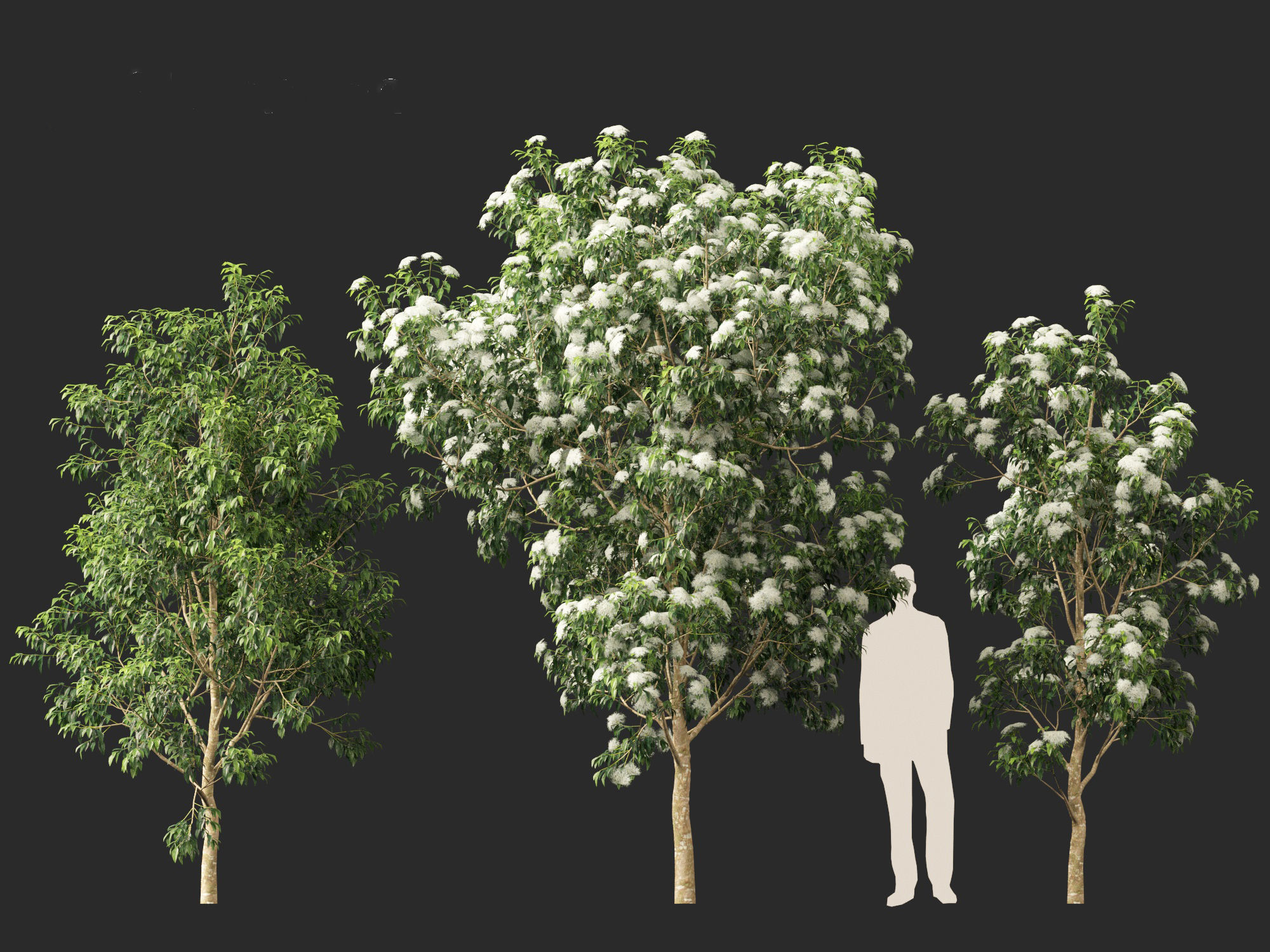 Backhousia citriodora - lemon myrtle  3D model_7