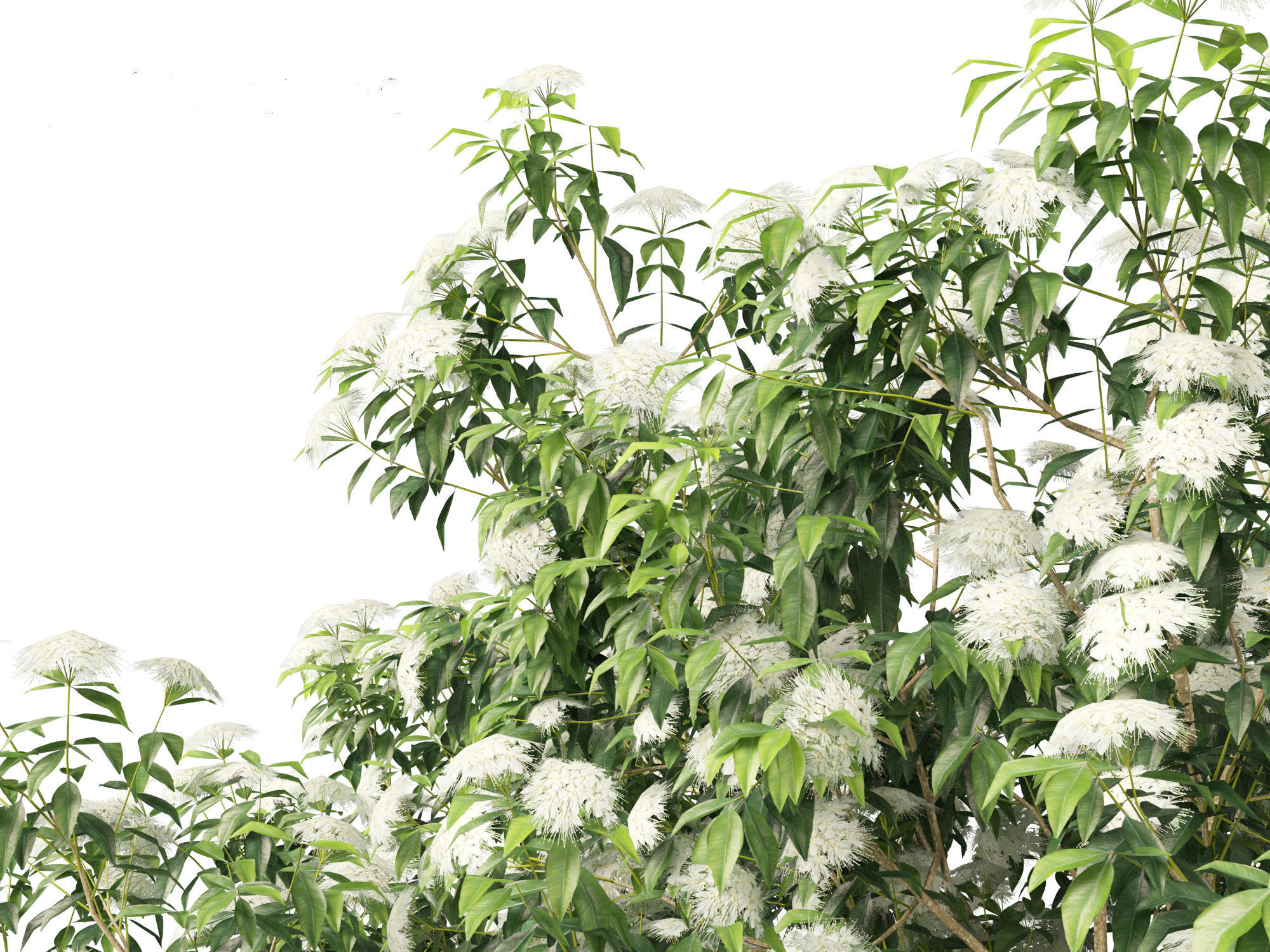 Backhousia citriodora - lemon myrtle  3D model_2