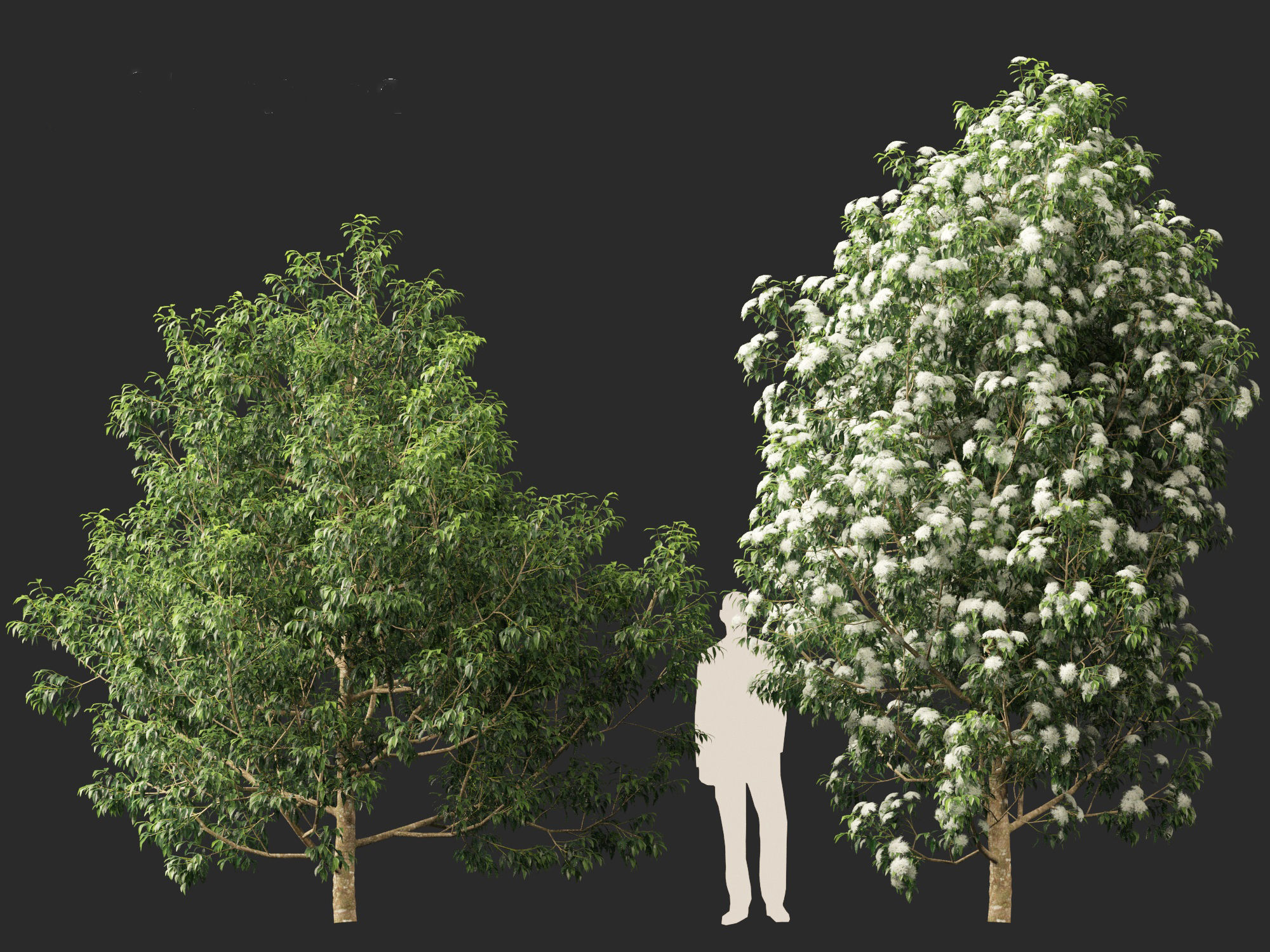Backhousia citriodora - lemon myrtle  3D model_9