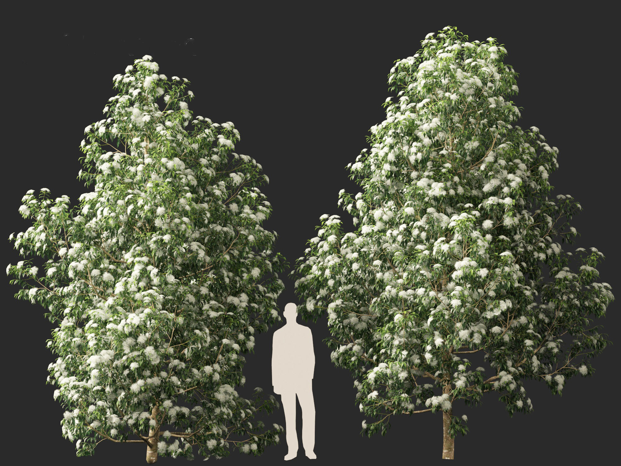 Backhousia citriodora - lemon myrtle  3D model_11