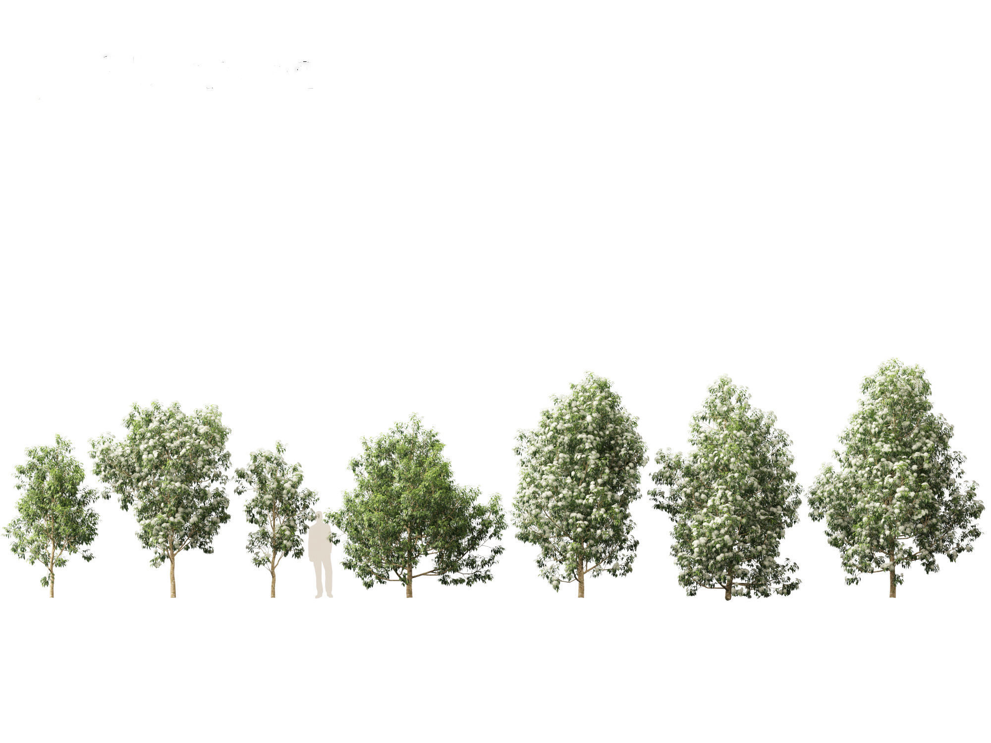 Backhousia citriodora - lemon myrtle  3D model_1