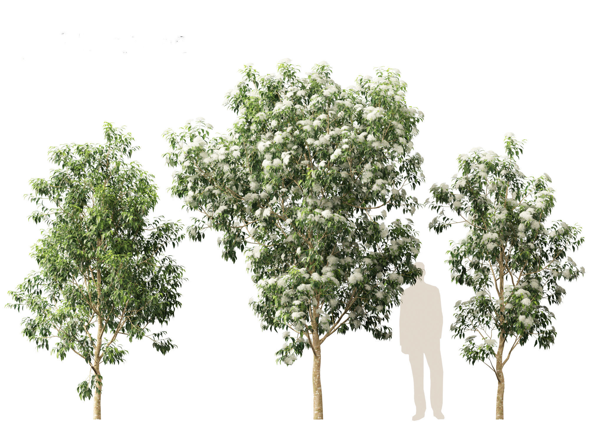 Backhousia citriodora - lemon myrtle  3D model_6