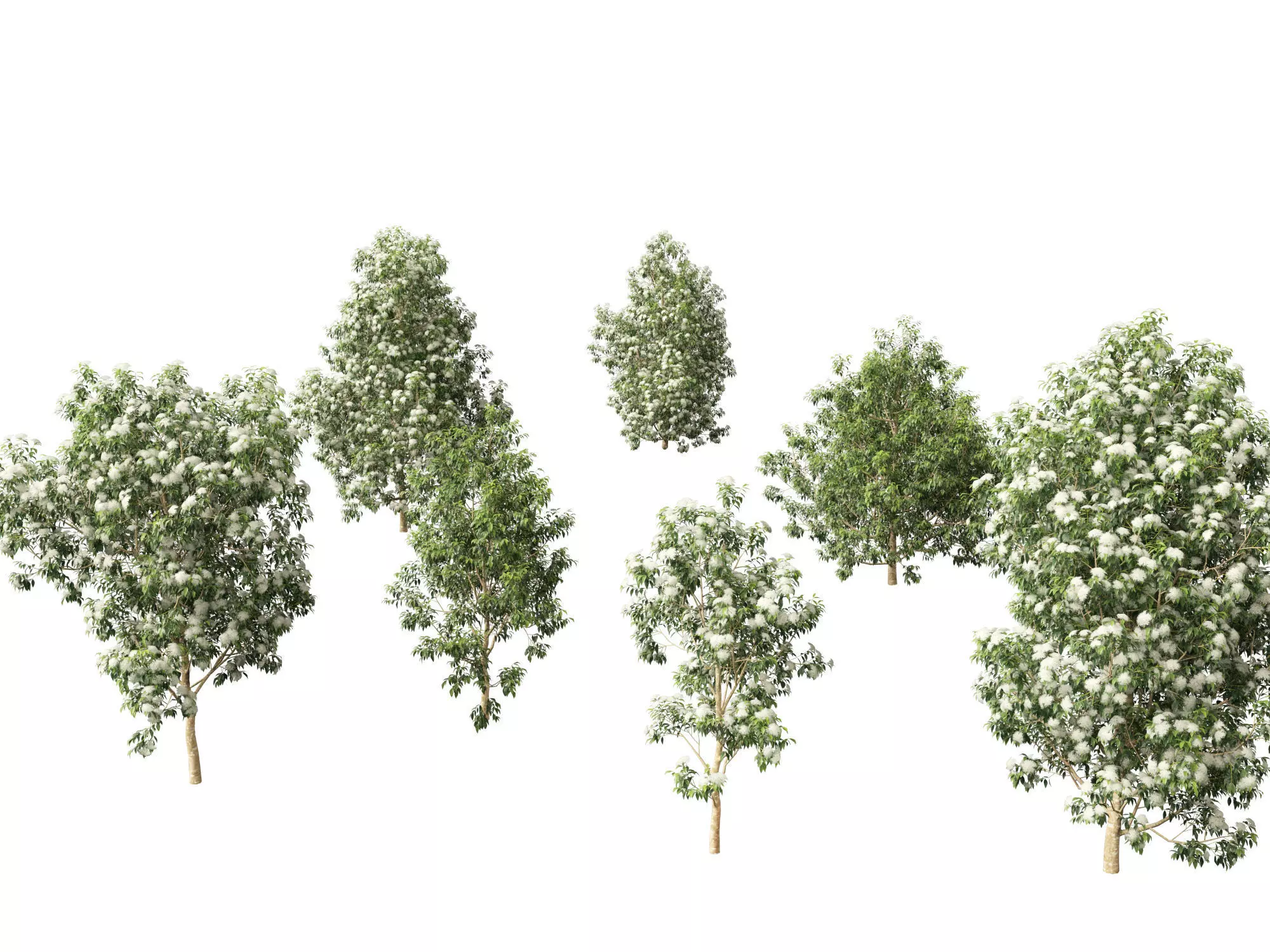 Backhousia citriodora - lemon myrtle  3D model_0