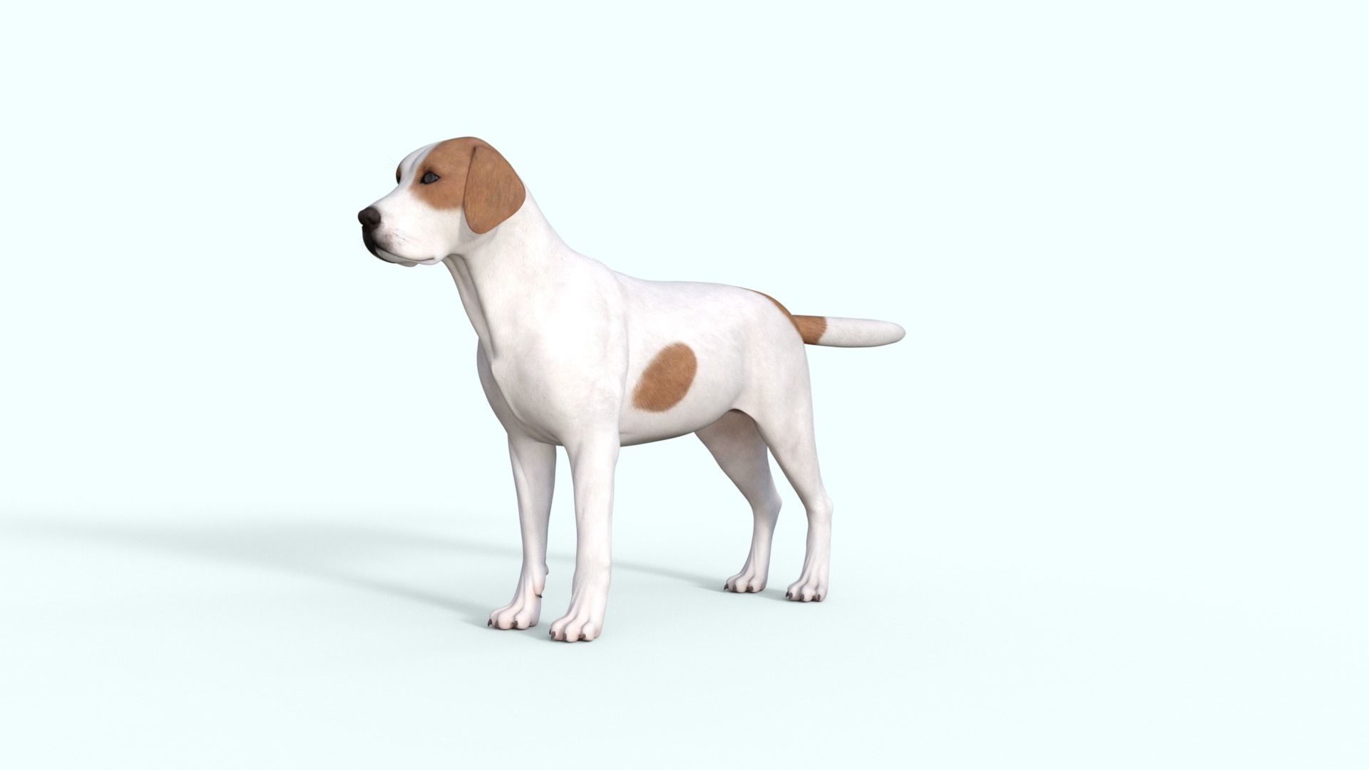 Street Dog Rigged 3D model_21