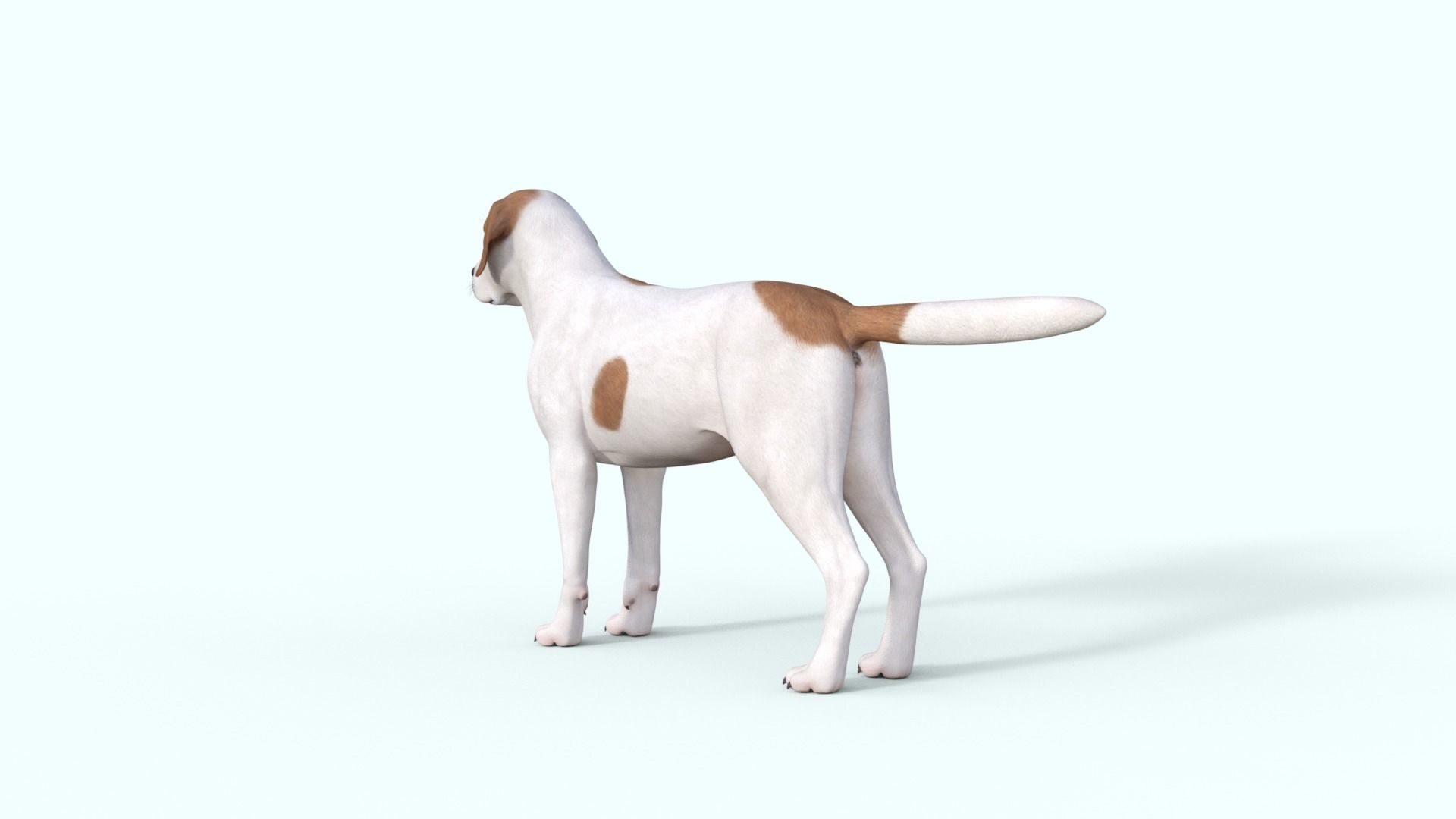 Street Dog Rigged 3D model_15