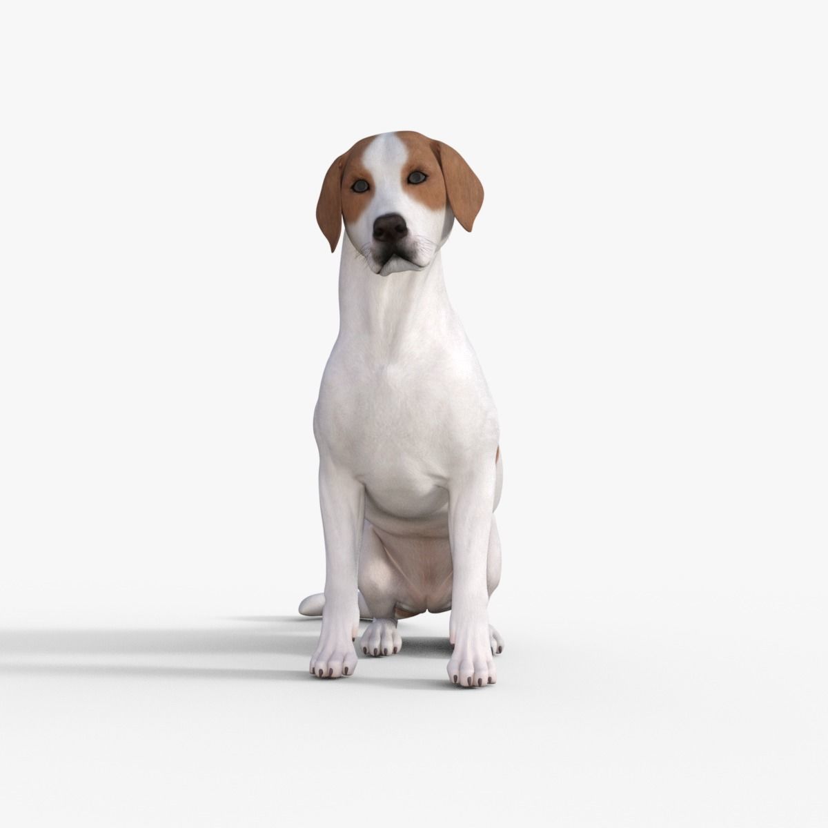 Street Dog Rigged 3D model_28