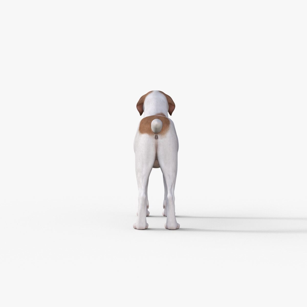 Street Dog Rigged 3D model_4