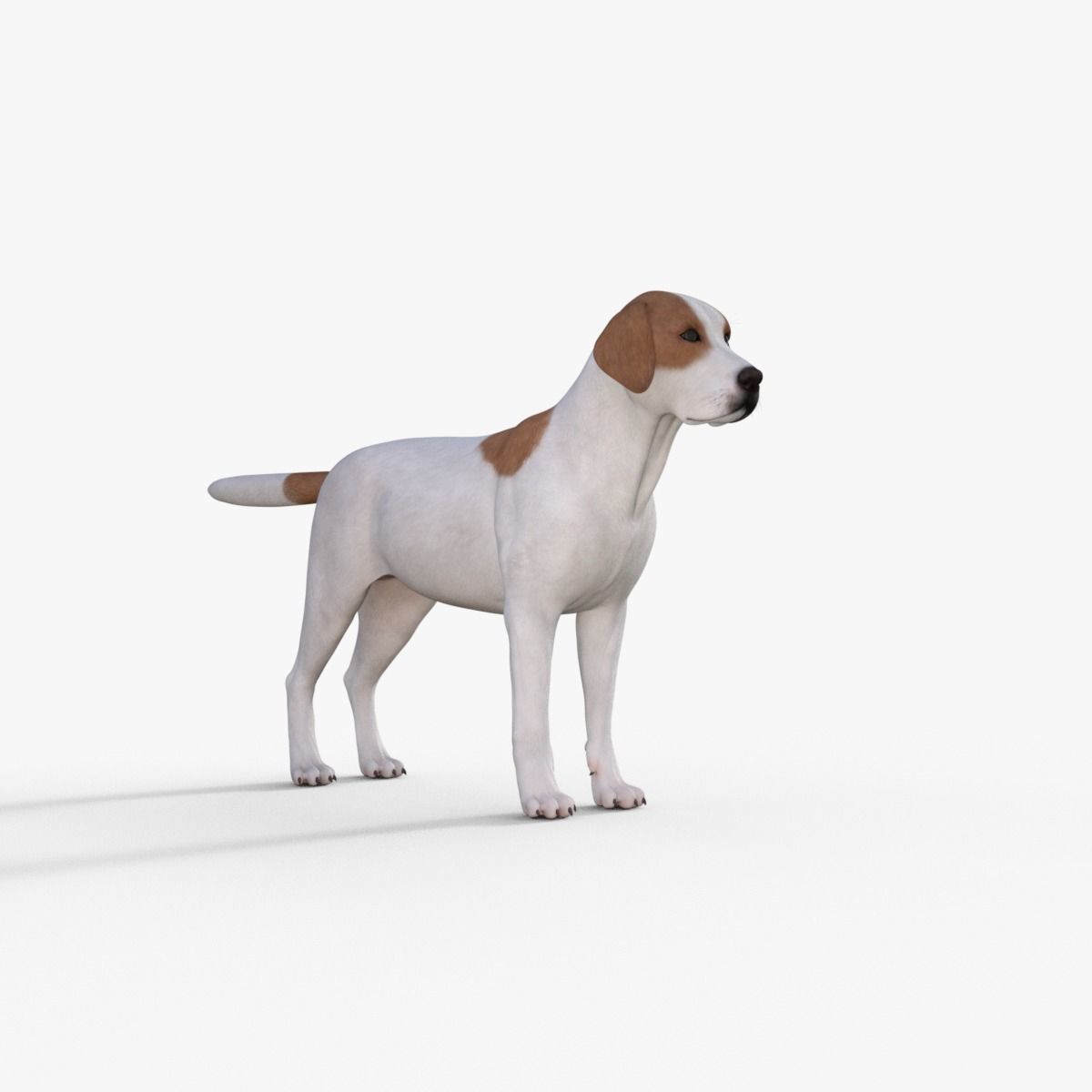 Street Dog Rigged 3D model_7