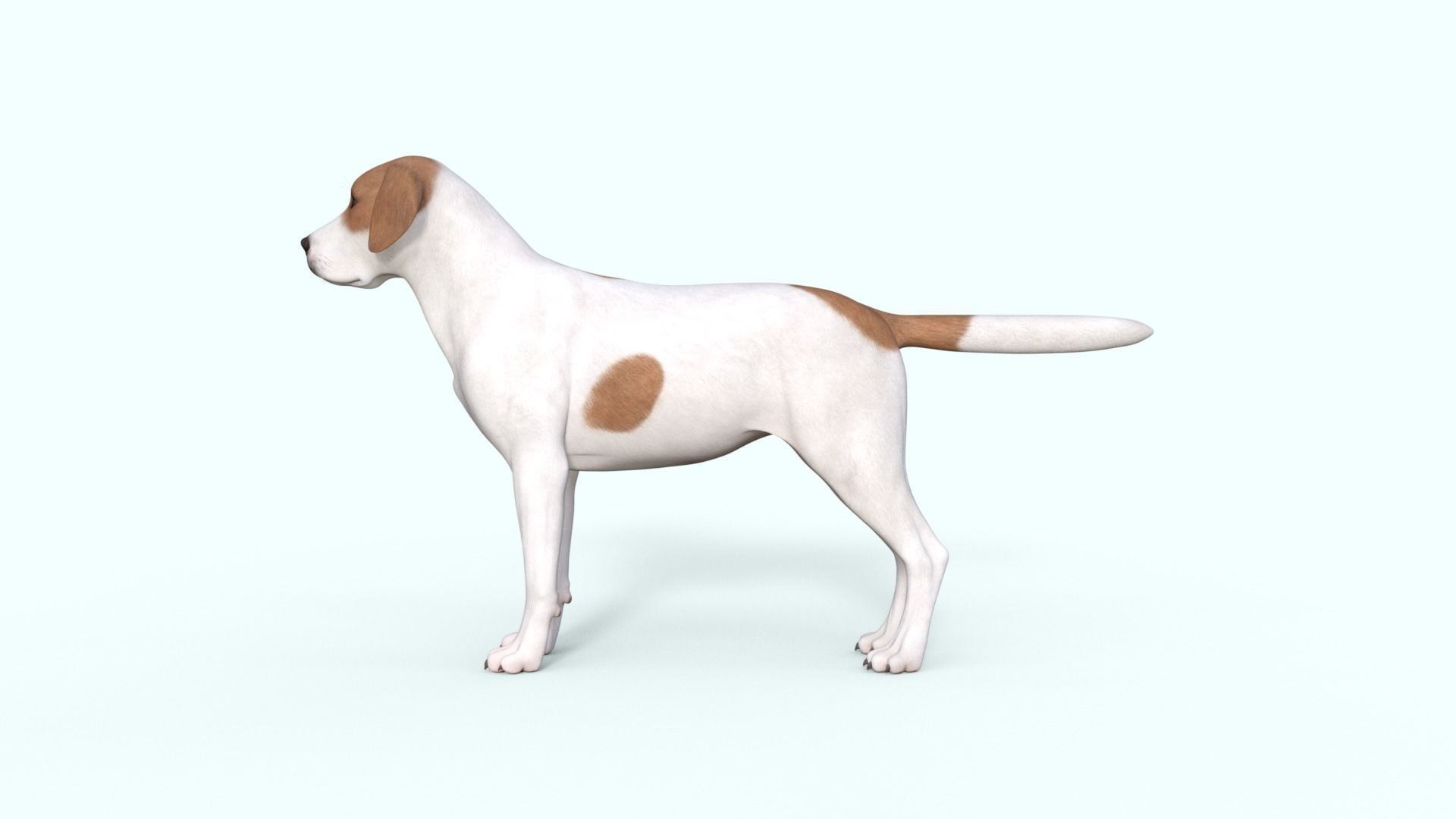 Street Dog Rigged 3D model_14