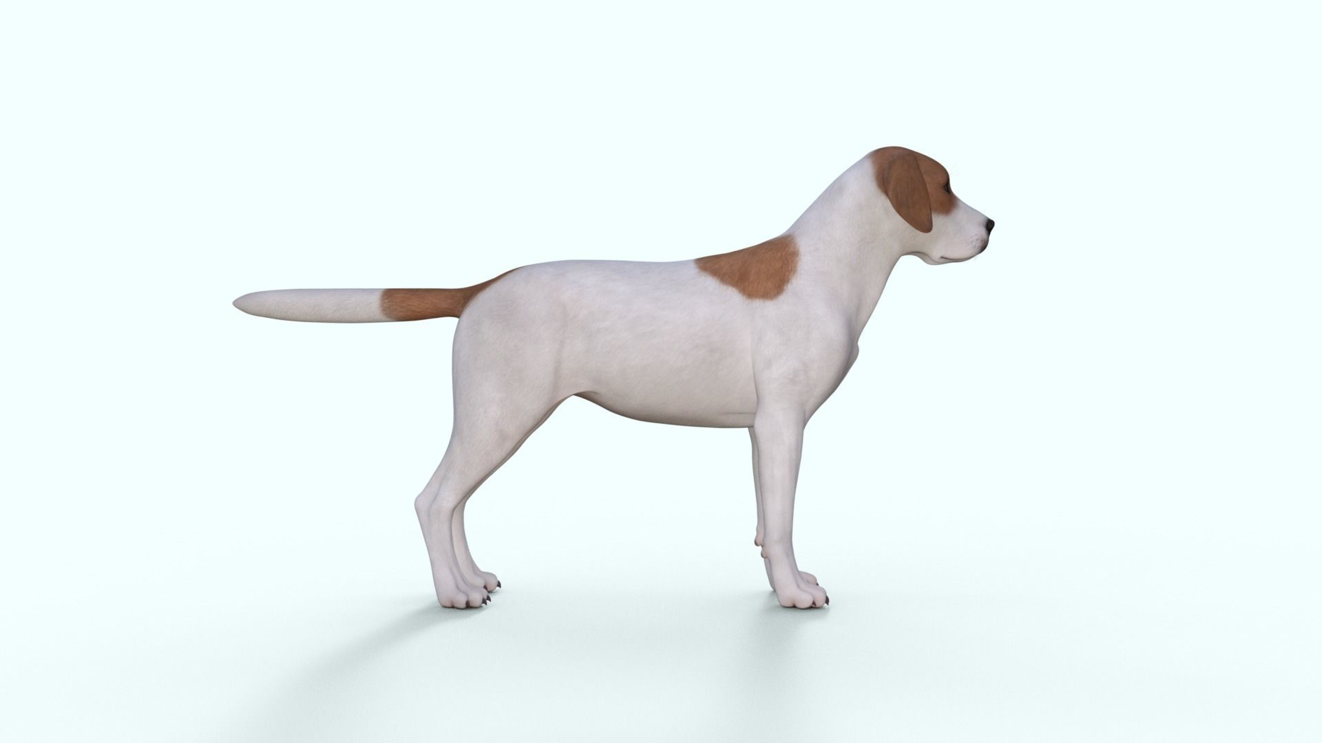 Street Dog Rigged 3D model_18