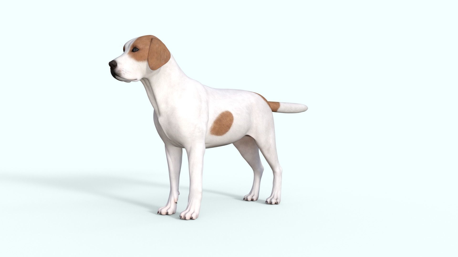 Street Dog Rigged 3D model_13