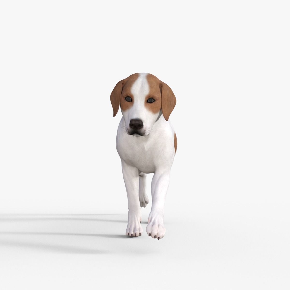 Street Dog Rigged 3D model_31