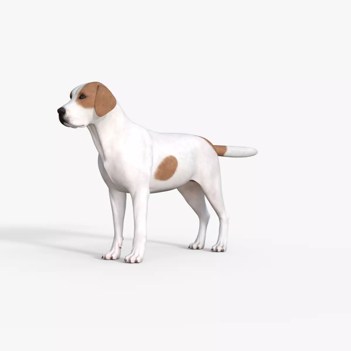 Street Dog Rigged 3D model_0