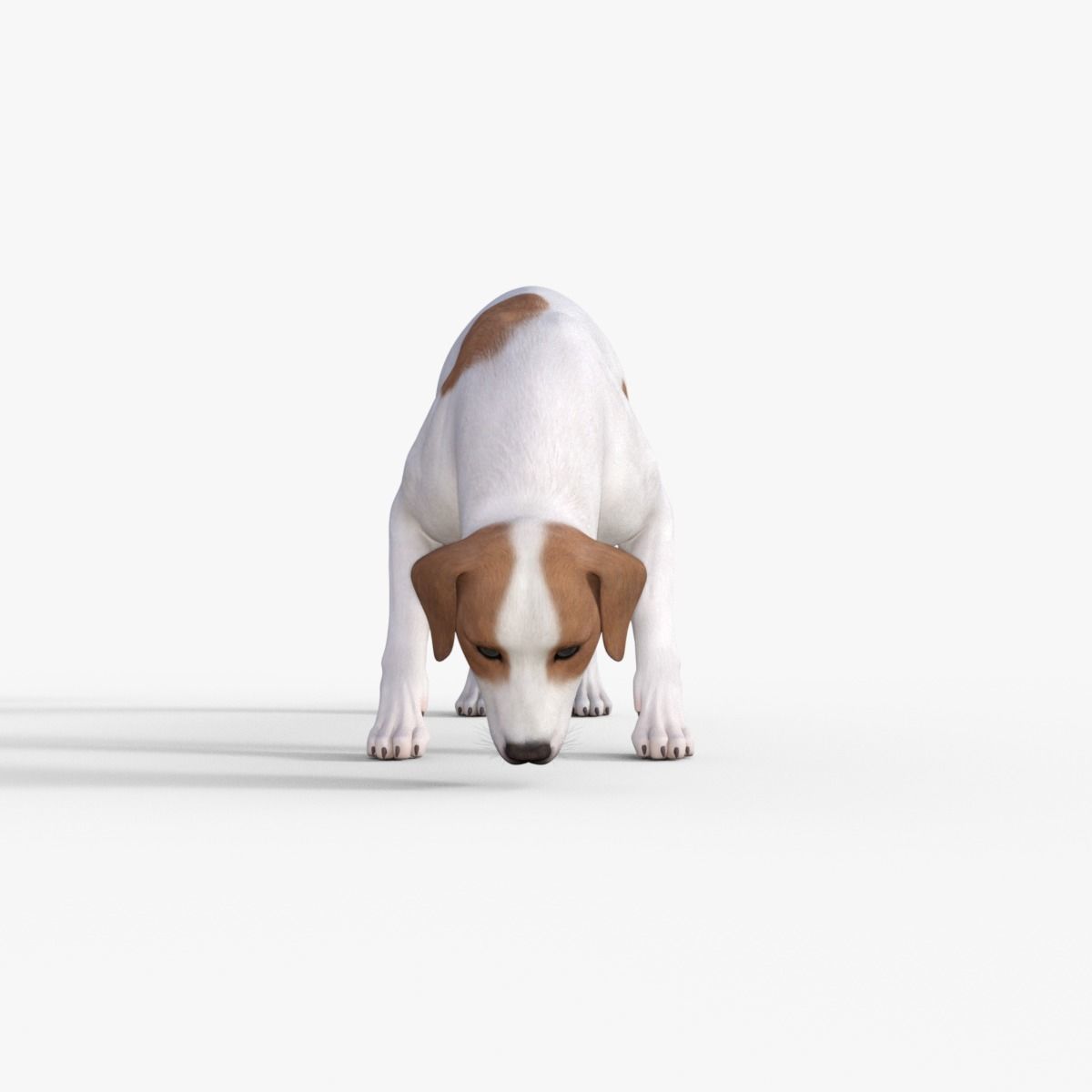 Street Dog Rigged 3D model_26