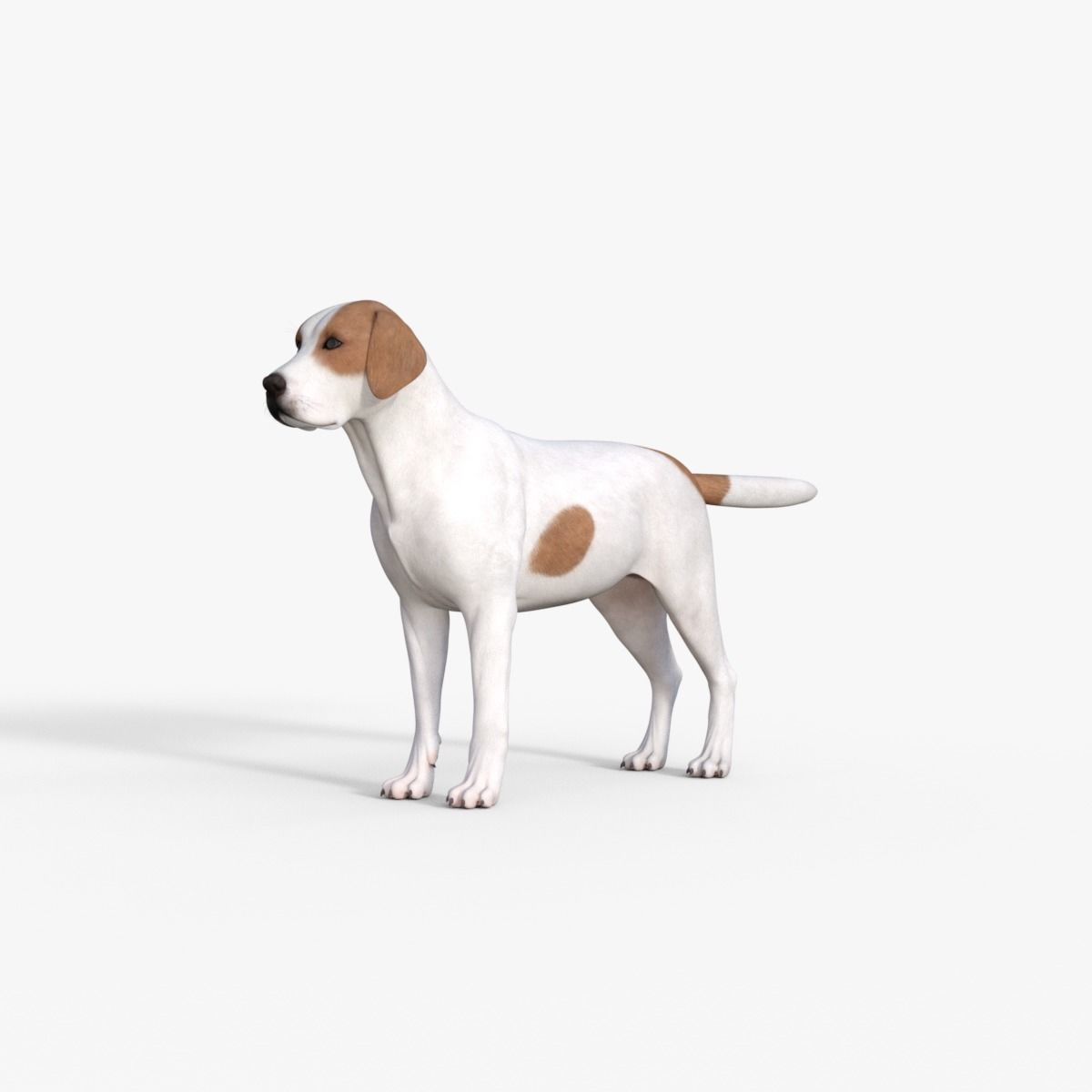 Street Dog Rigged 3D model_9