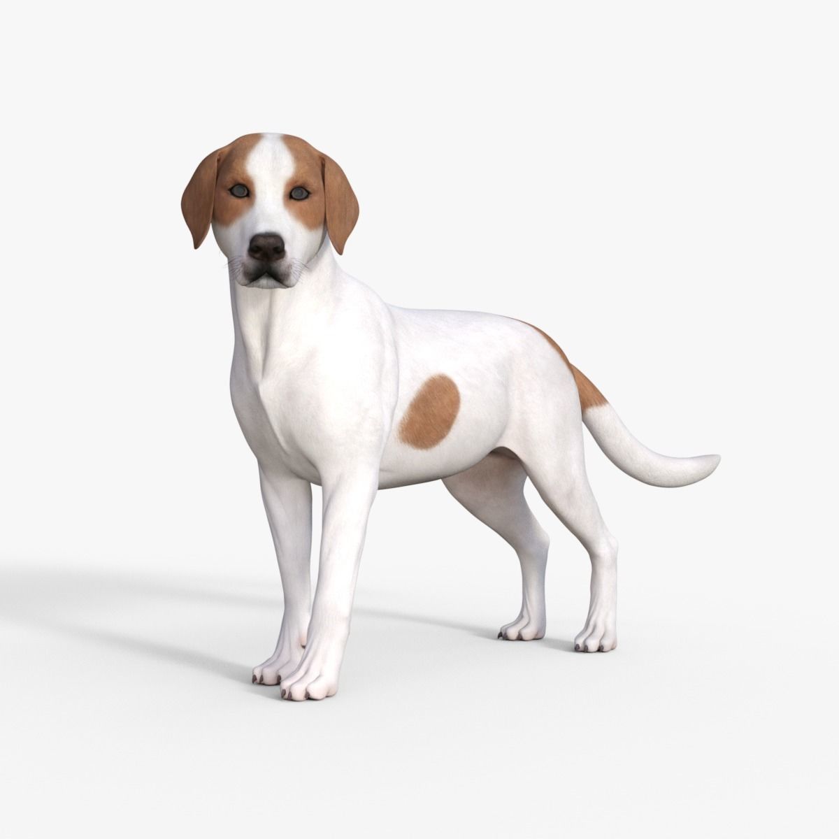 Street Dog Rigged 3D model_33