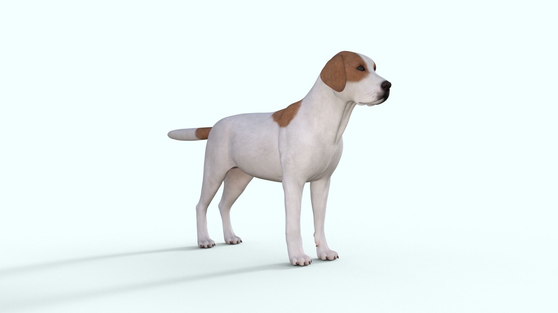 Street Dog Rigged 3D model_19