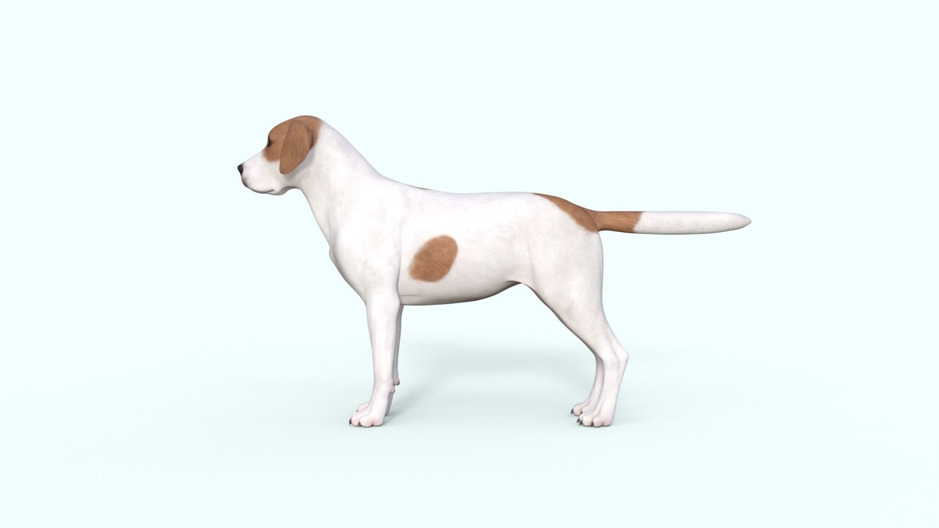 Street Dog Rigged 3D model_22
