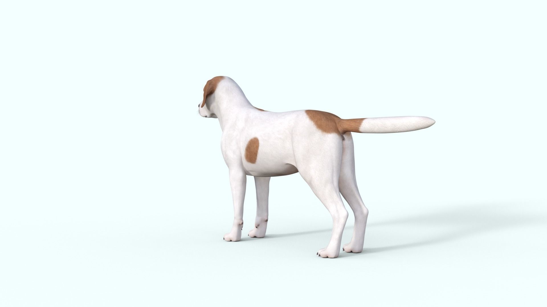Street Dog Rigged 3D model_23