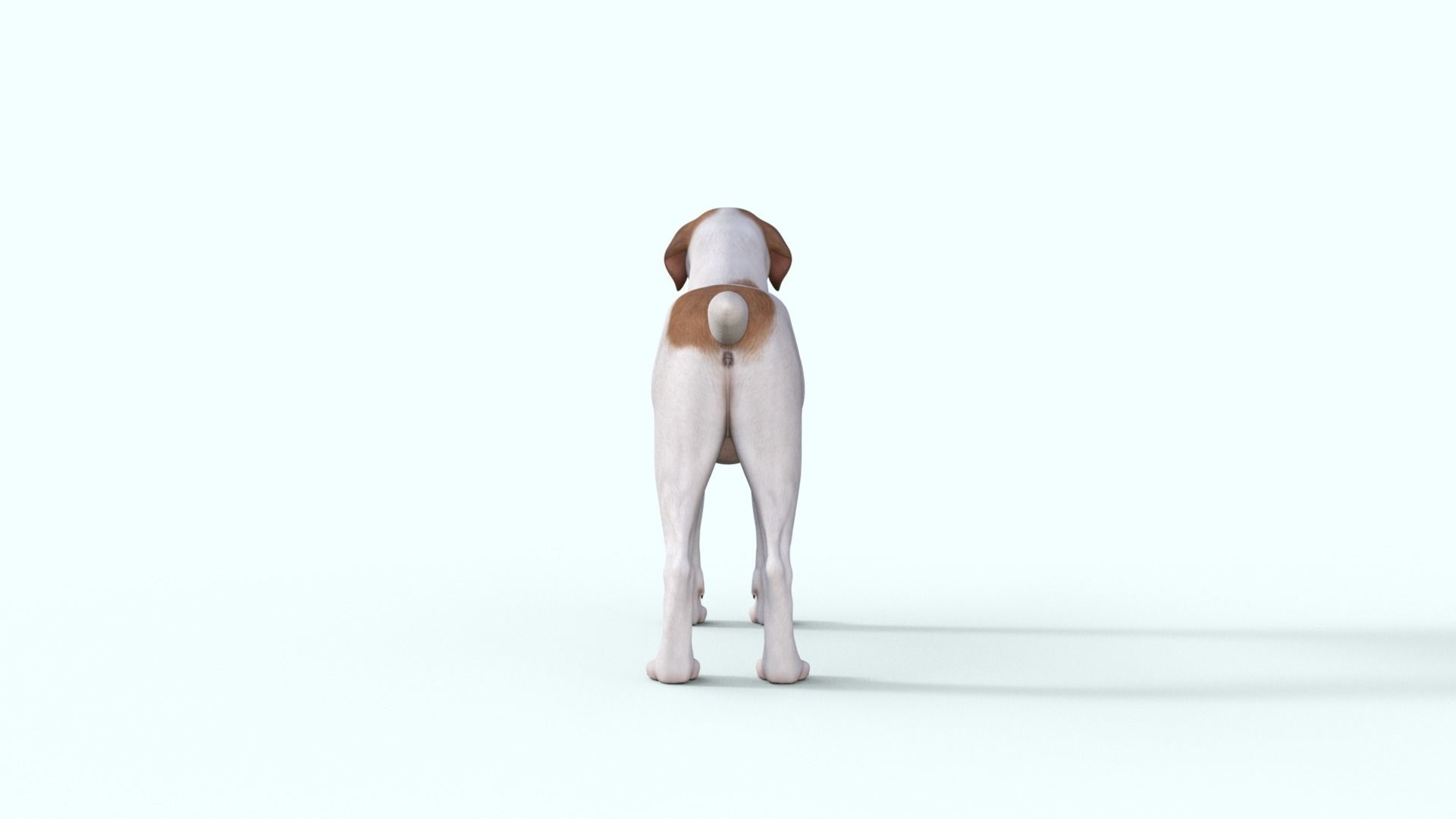 Street Dog Rigged 3D model_16