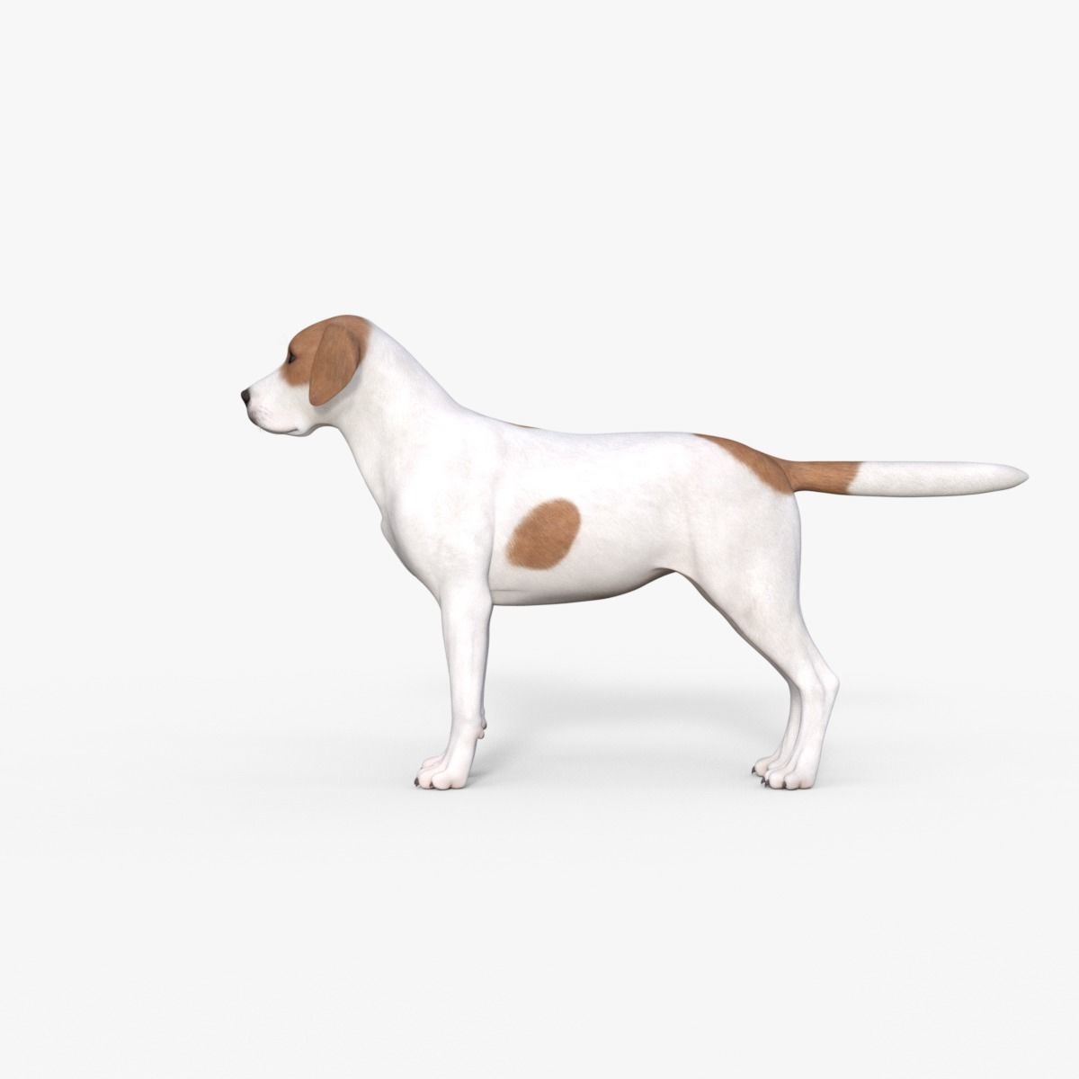 Street Dog Rigged 3D model_10