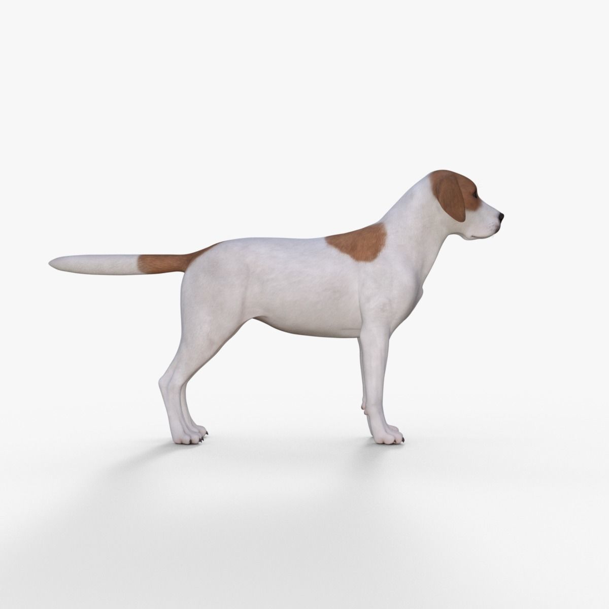 Street Dog Rigged 3D model_6