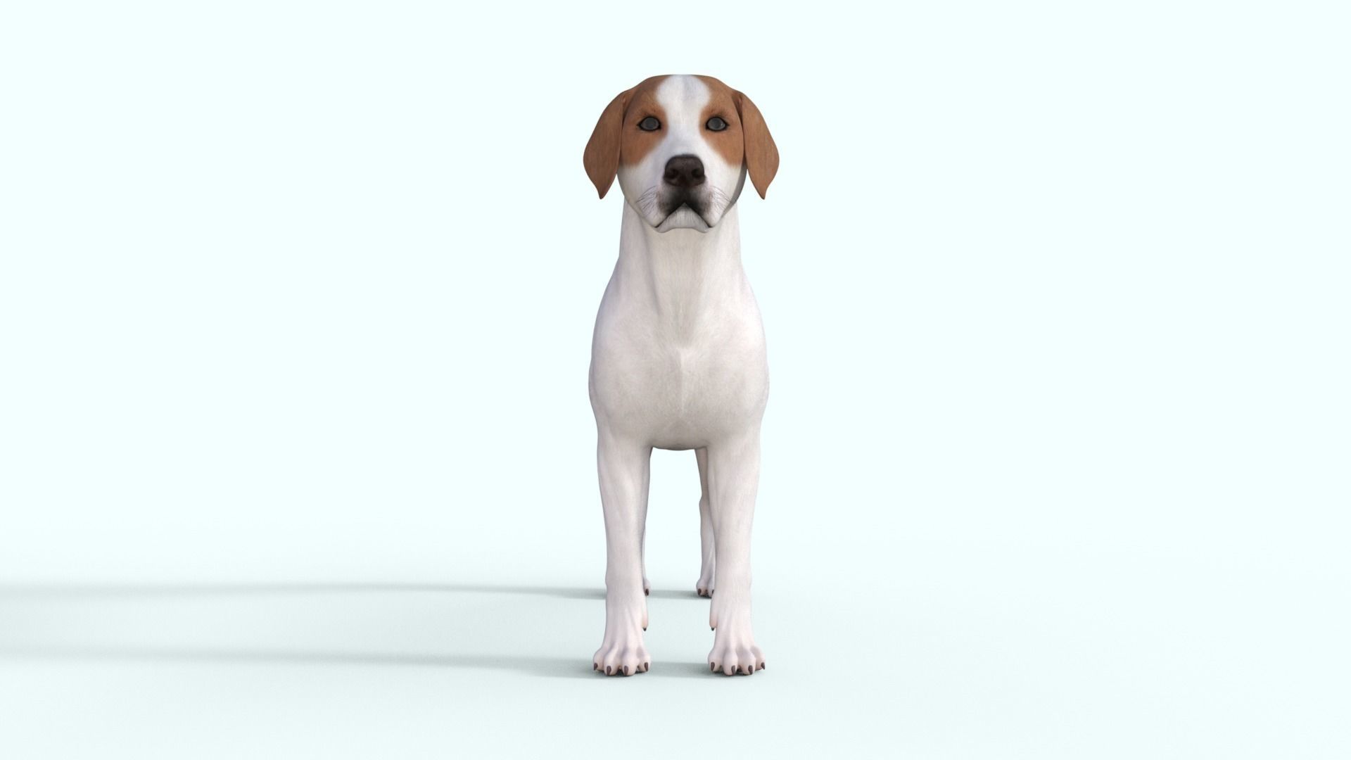 Street Dog Rigged 3D model_12
