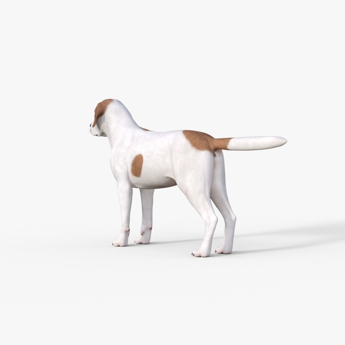 Street Dog Rigged 3D model_3