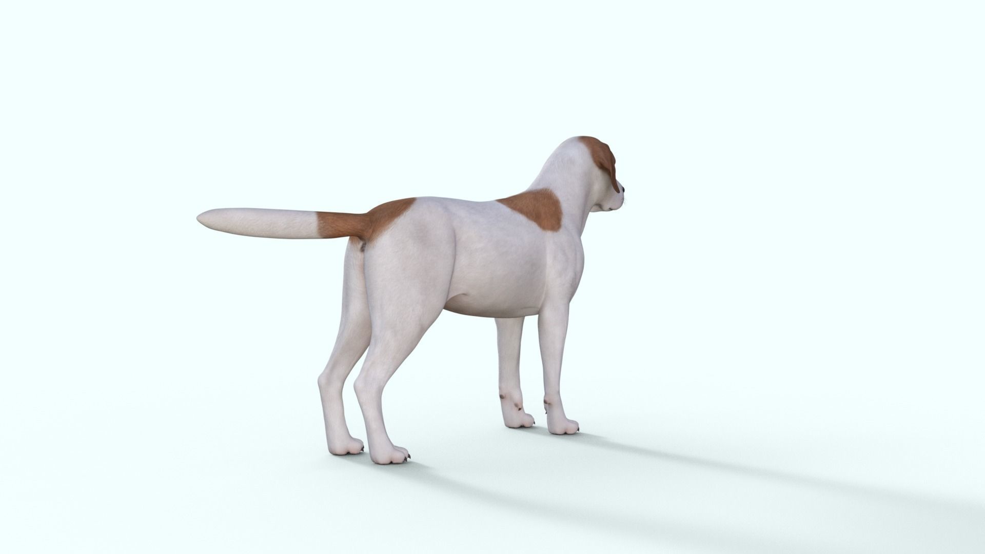 Street Dog Rigged 3D model_17