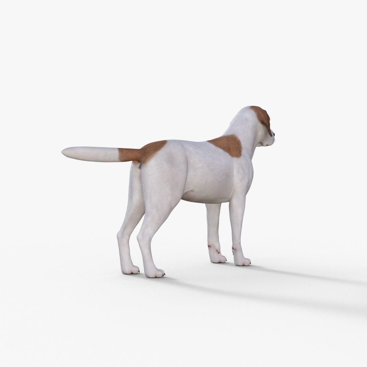 Street Dog Rigged 3D model_5