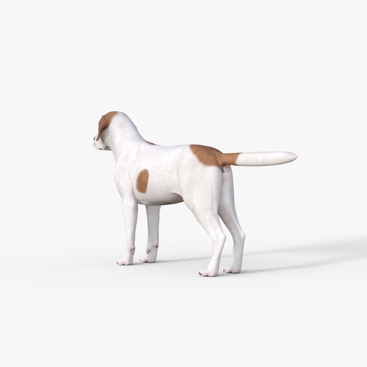 Street Dog Rigged 3D model_11