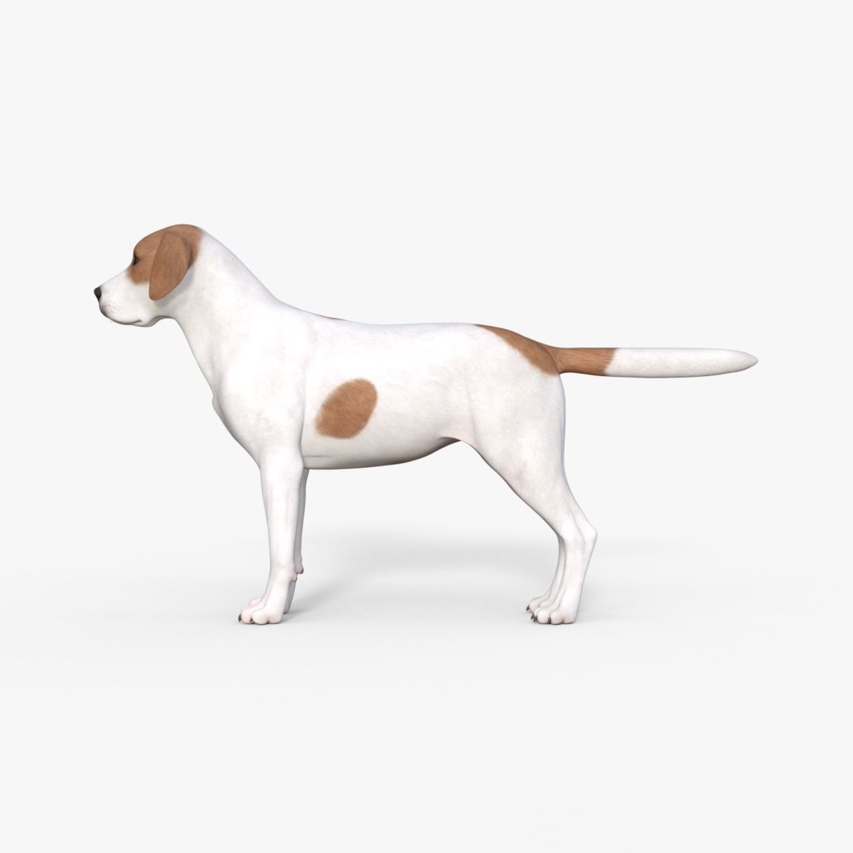 Street Dog Rigged 3D model_2