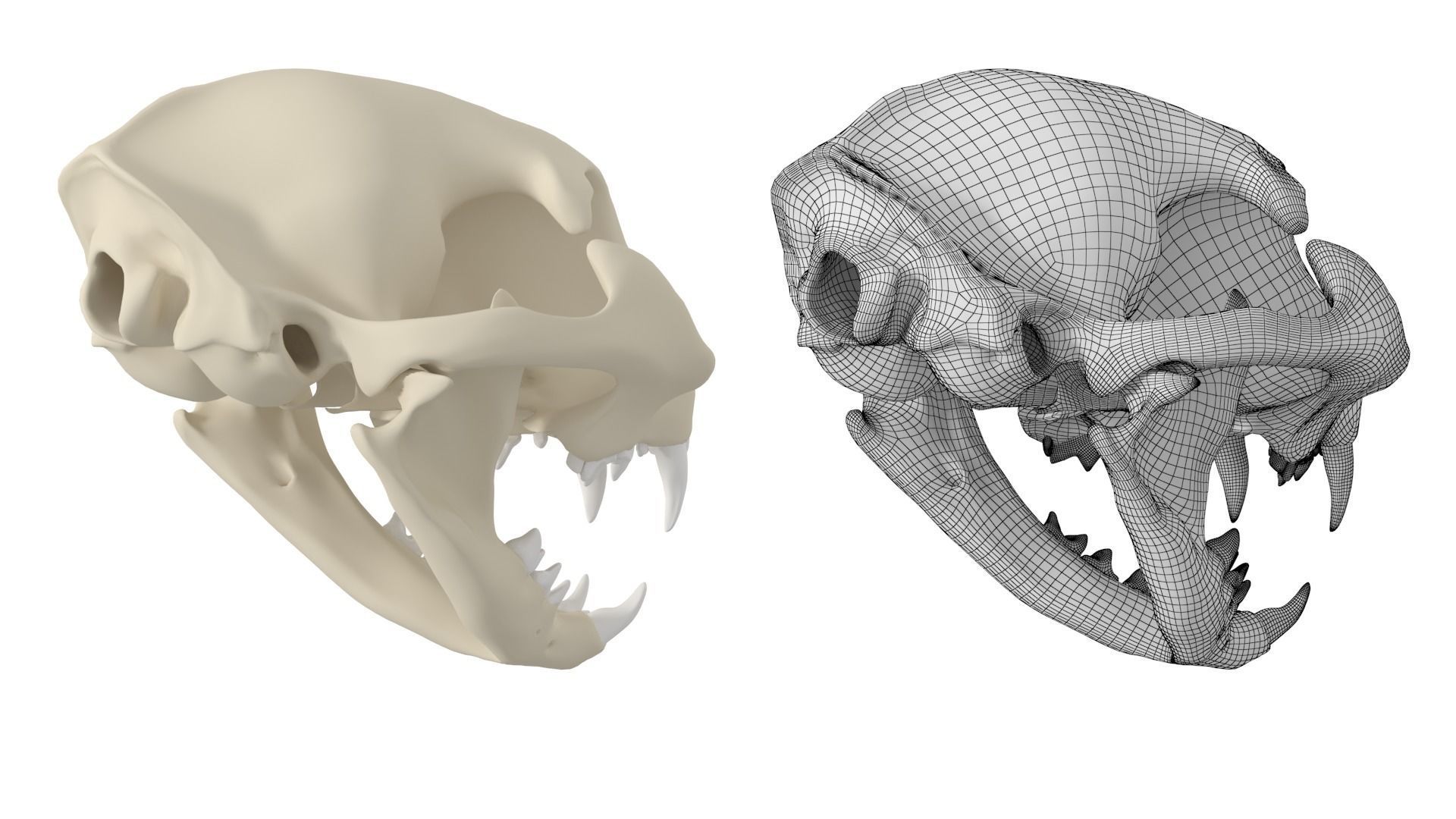 Cat Skull 3D model_6