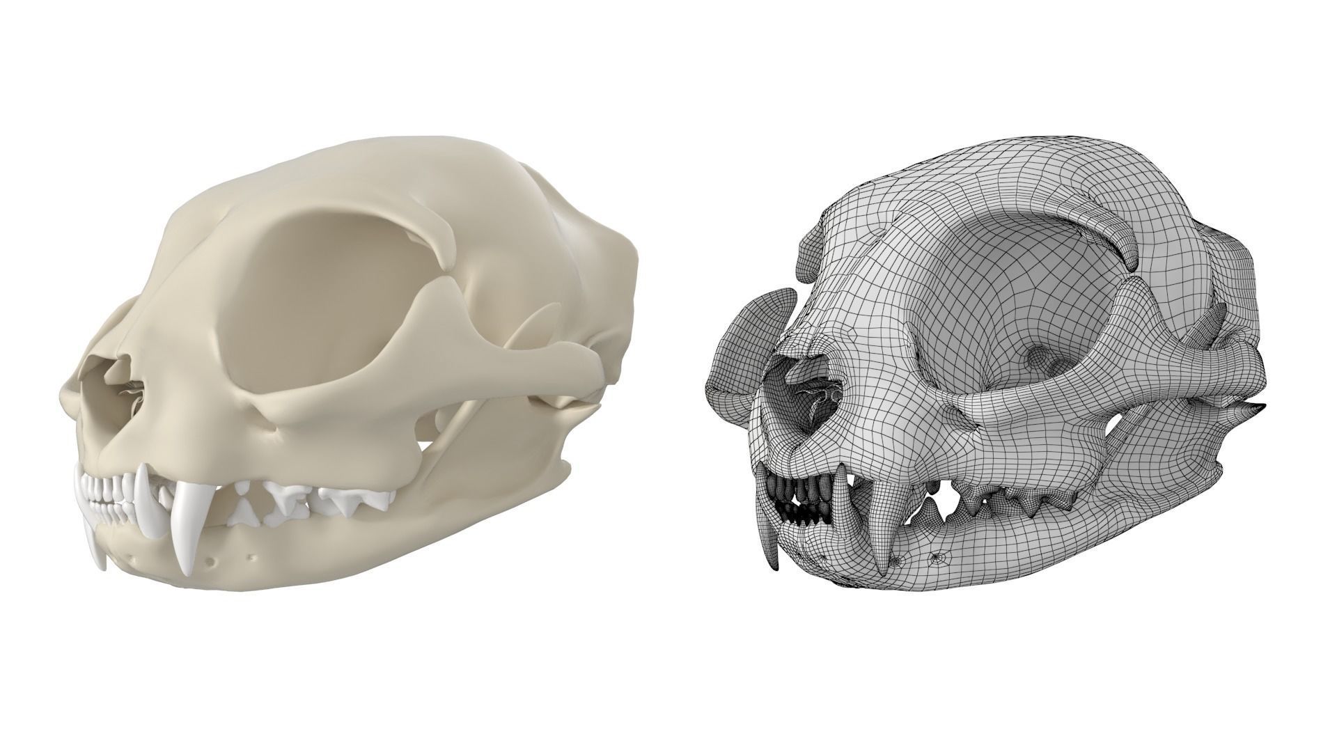 Cat Skull 3D model_12