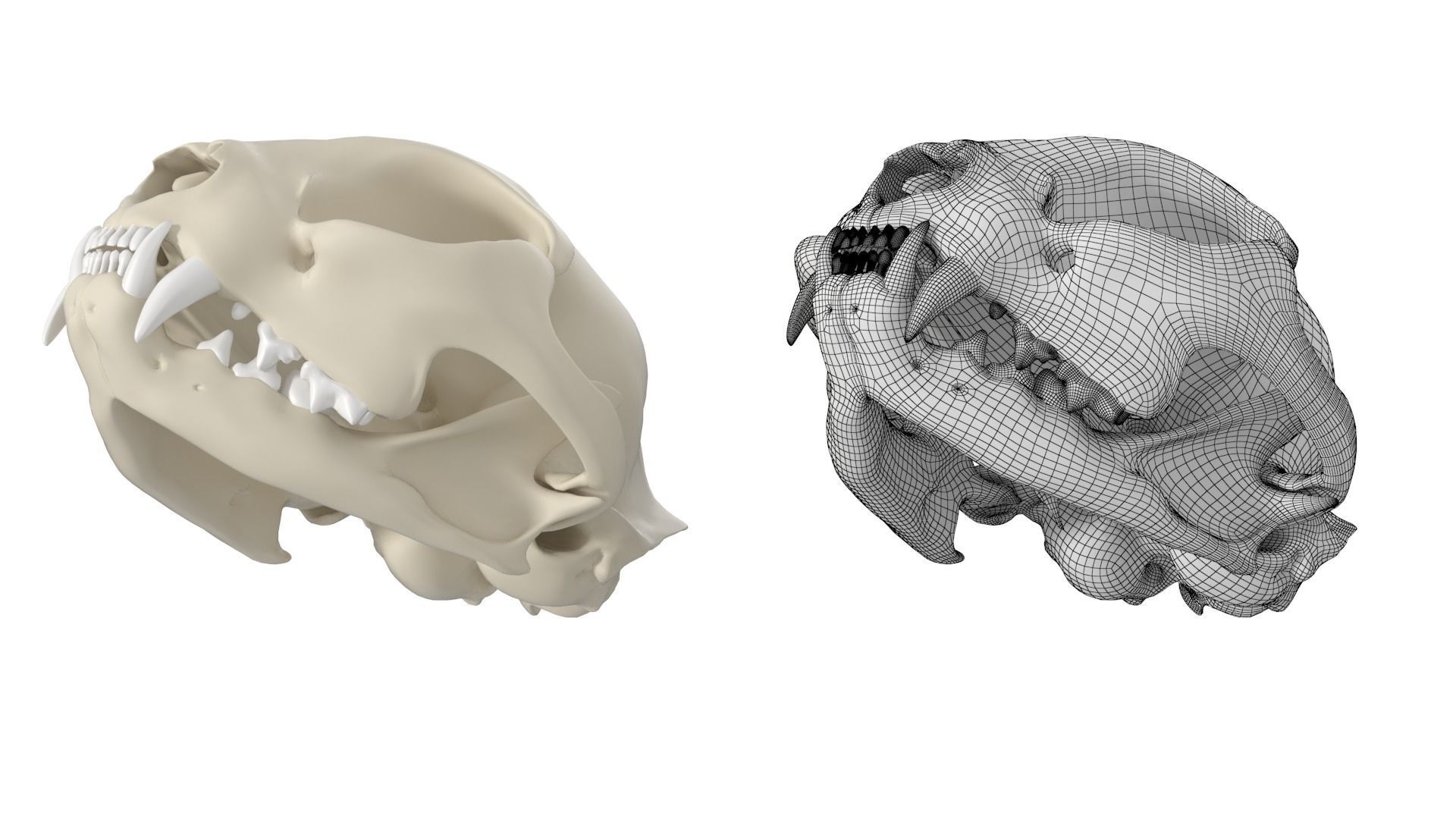 Cat Skull 3D model_14