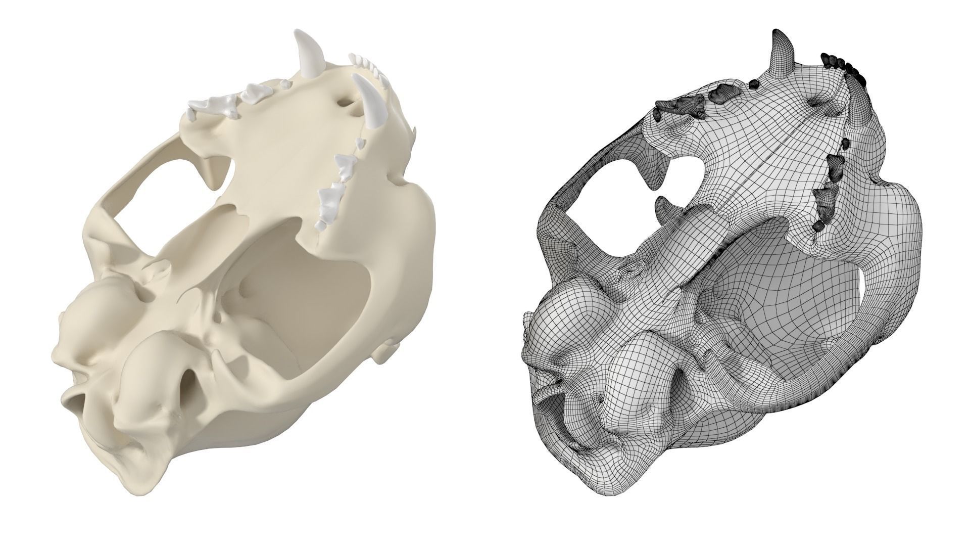 Cat Skull 3D model_18