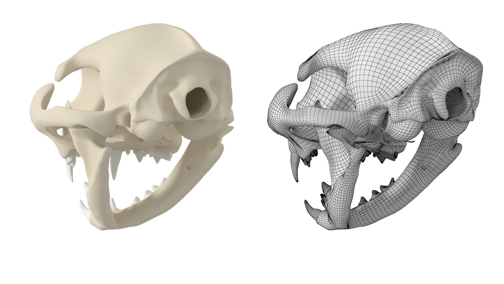 Cat Skull 3D model_8