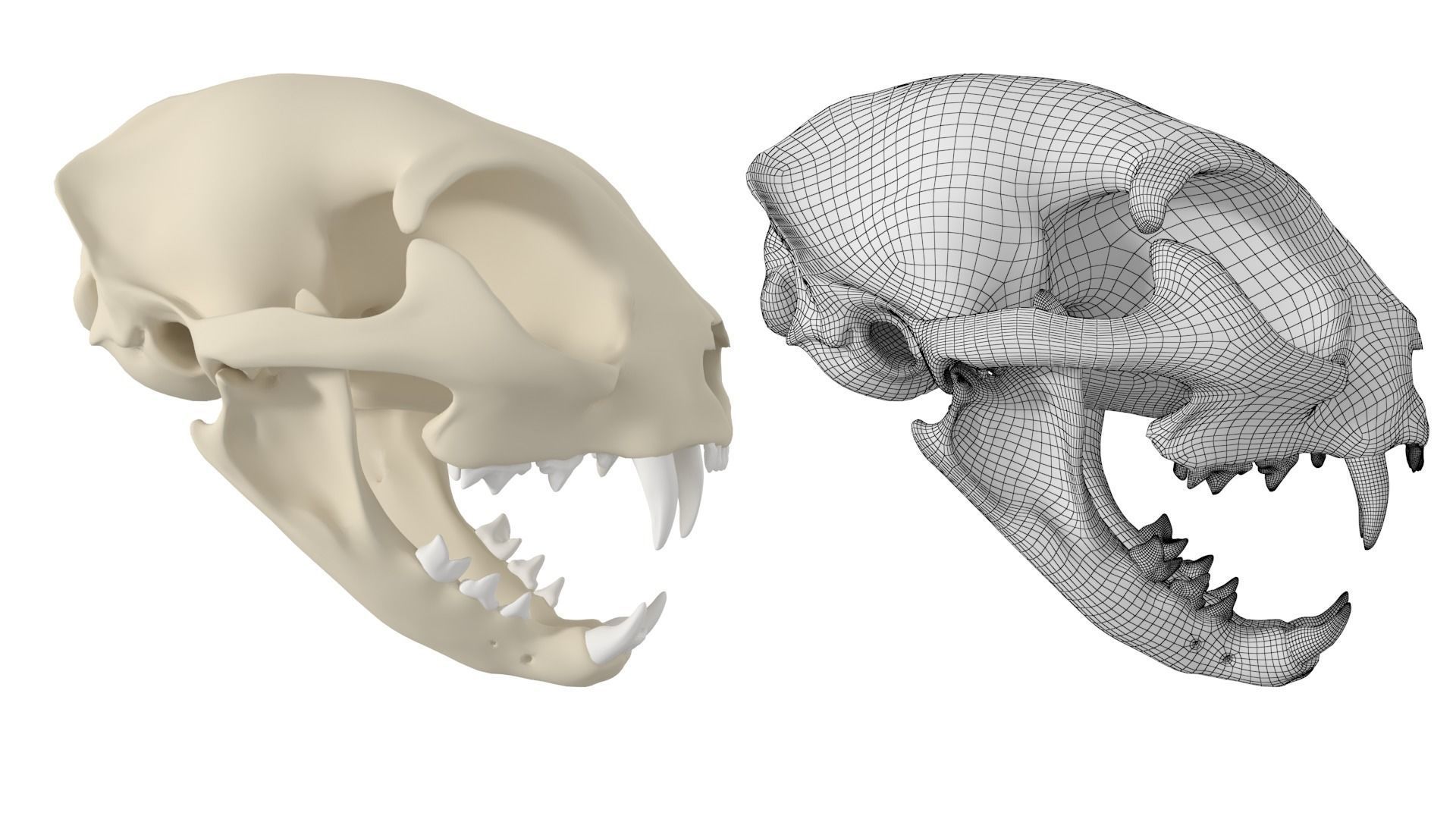 Cat Skull 3D model_5