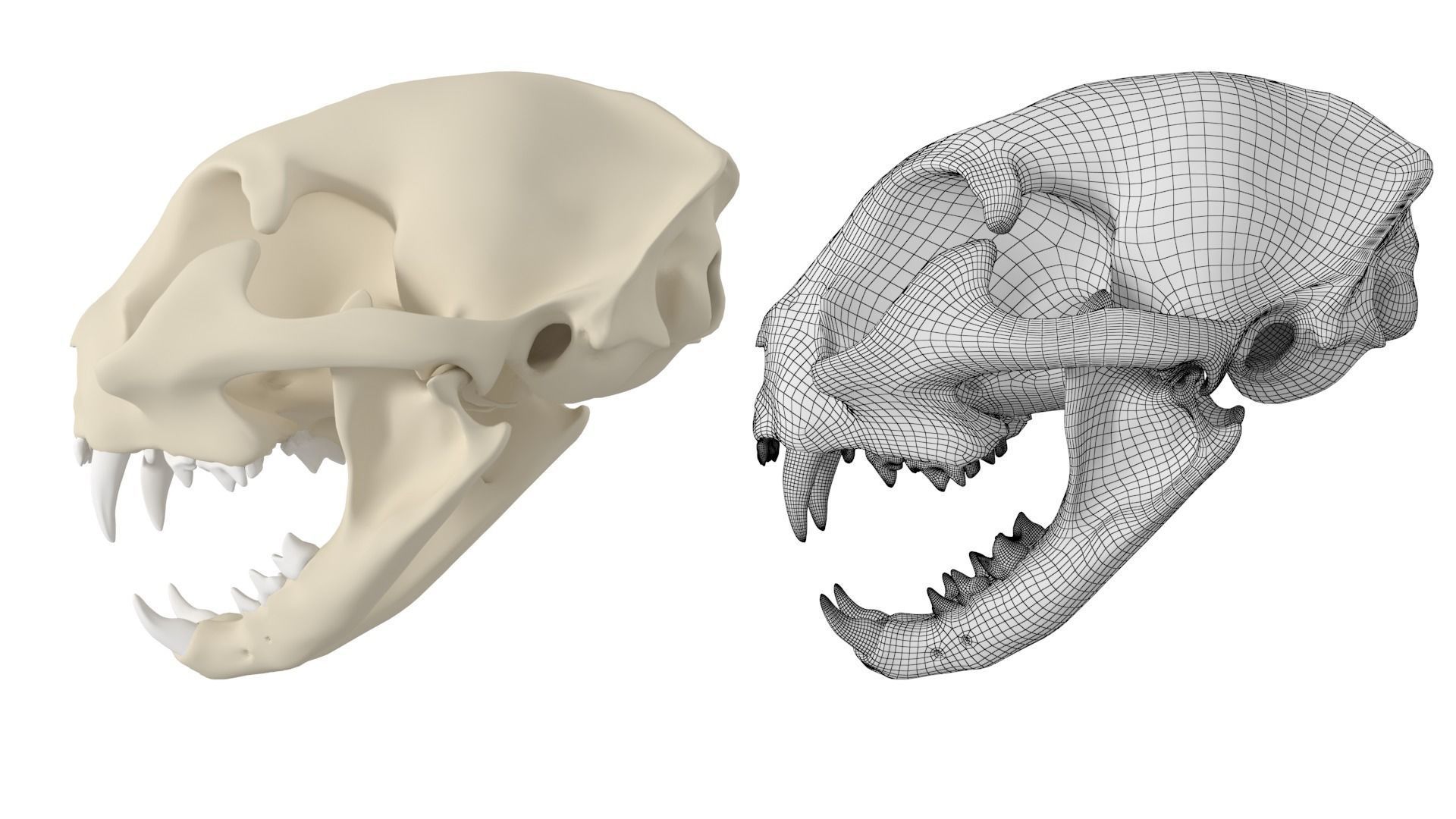 Cat Skull 3D model_9