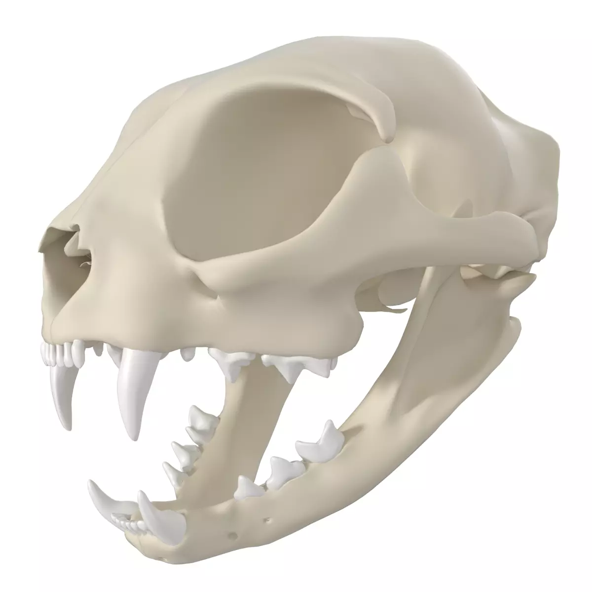 Cat Skull 3D model_0