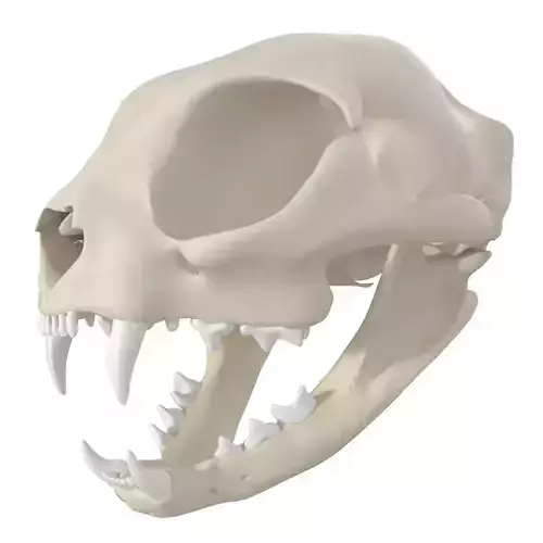 Cat Skull 3D model