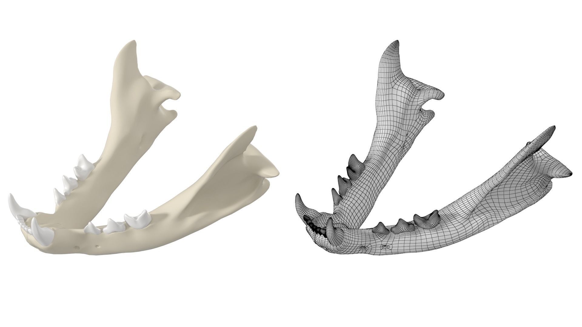 Cat Skull 3D model_20