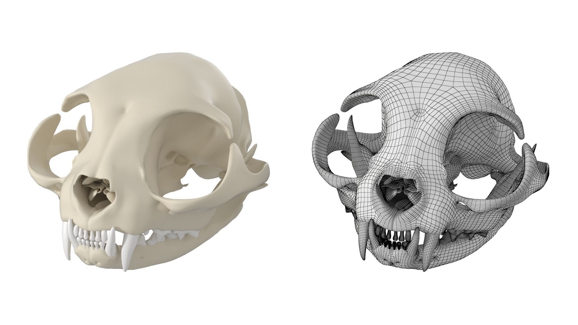 Cat Skull 3D model_13