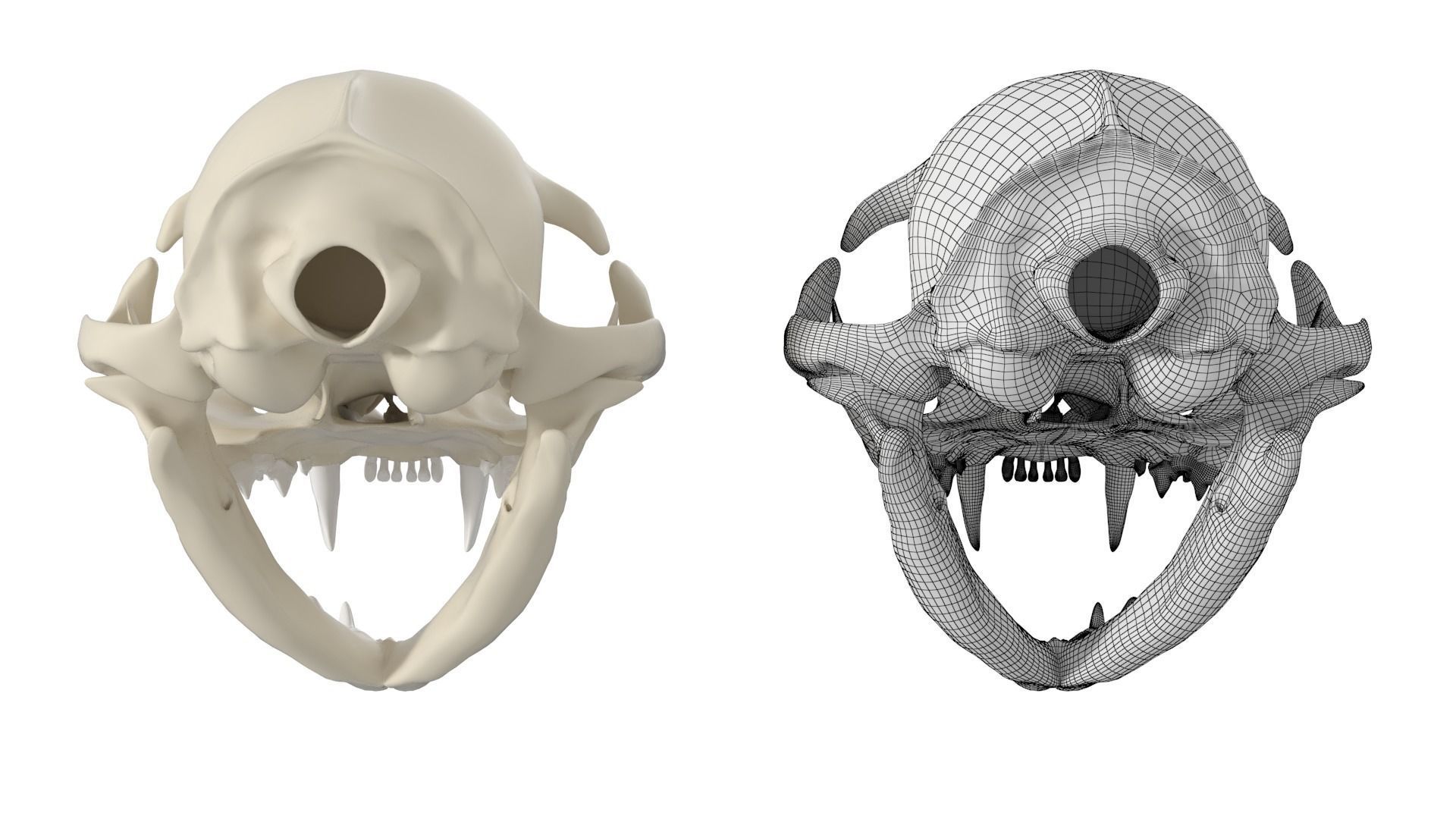 Cat Skull 3D model_15