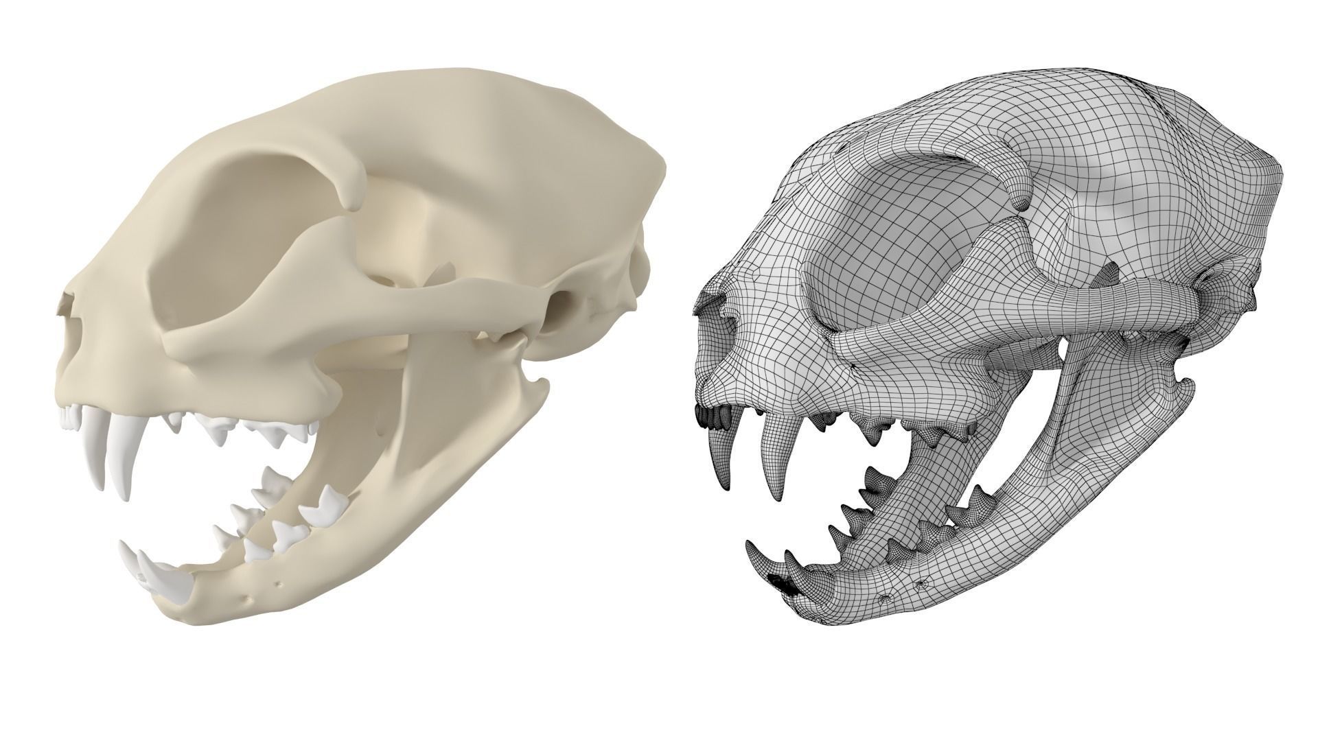 Cat Skull 3D model_10